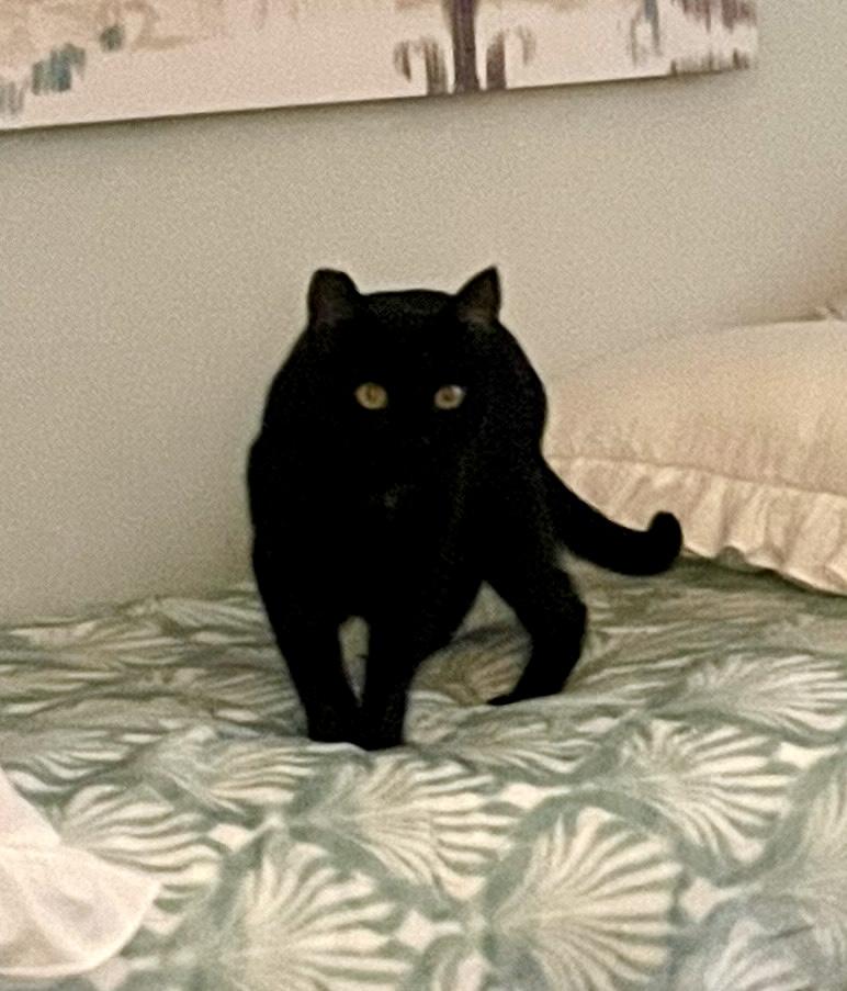 Jellybean, a Adoptable mixed breed in Mobile, AL image 3/3