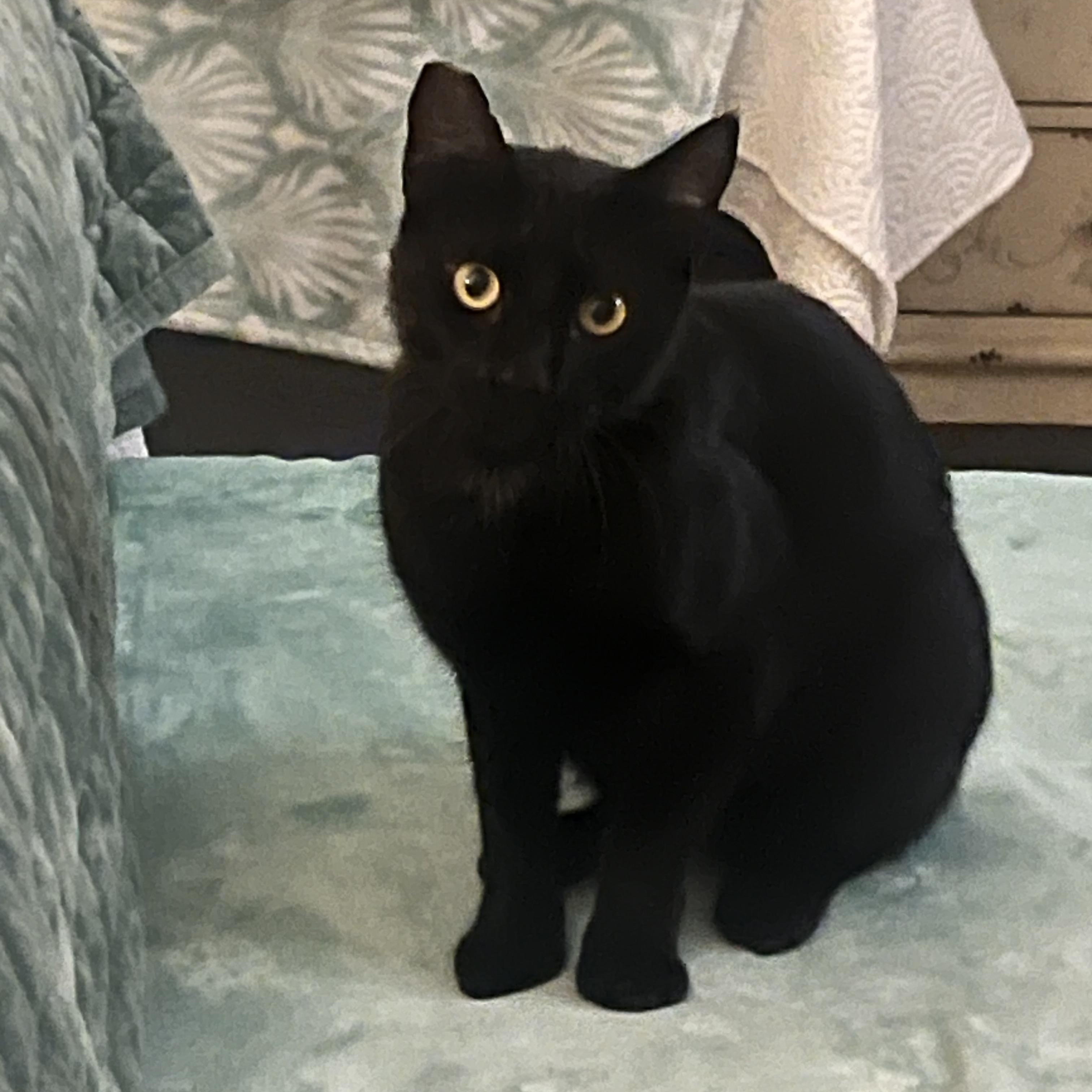 Jellybean, Adult Female unknown