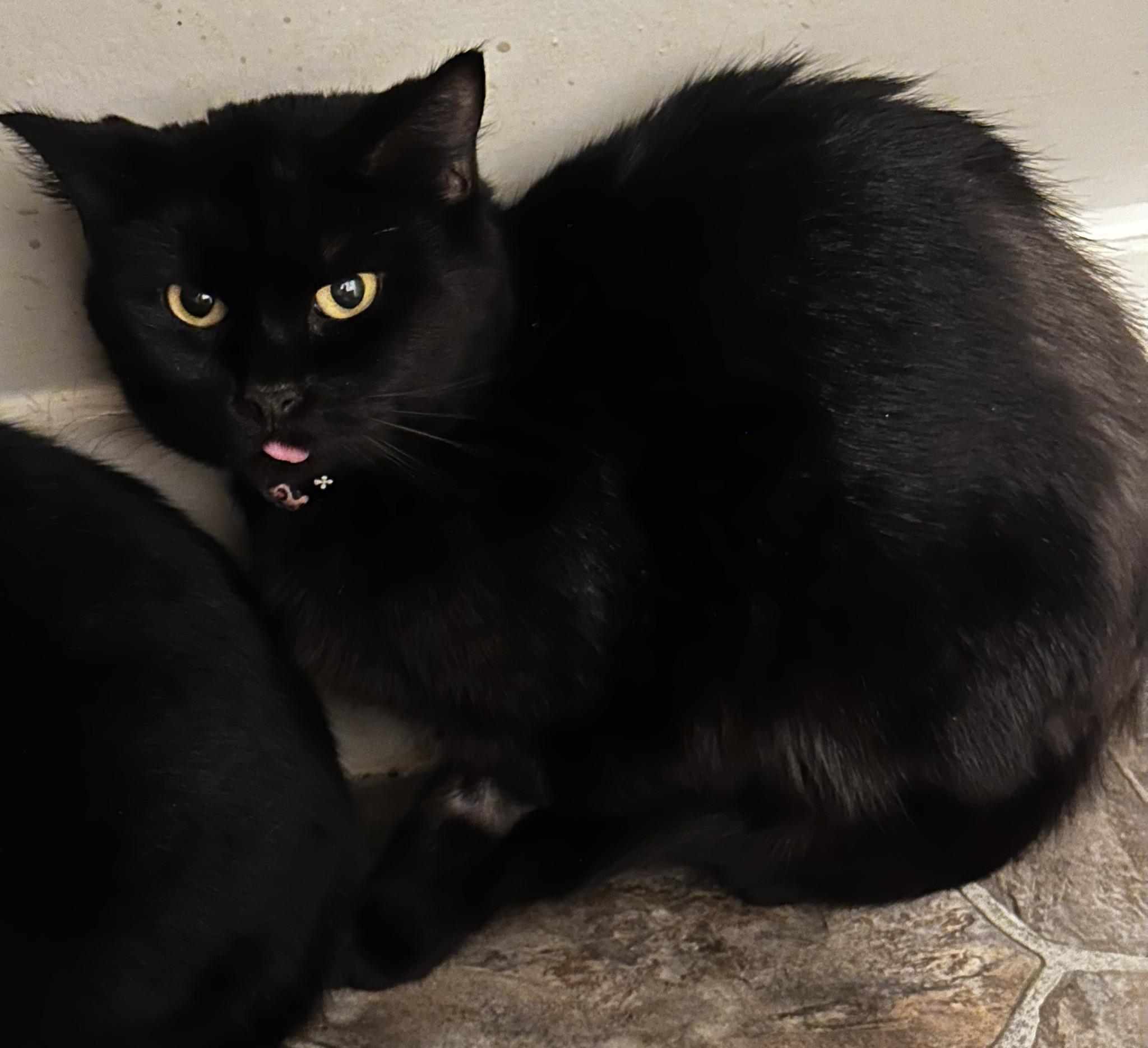 Enlarge Nikki, a ADOPTABLE Domestic Short Hair in BURNABY, BC image 2/2
