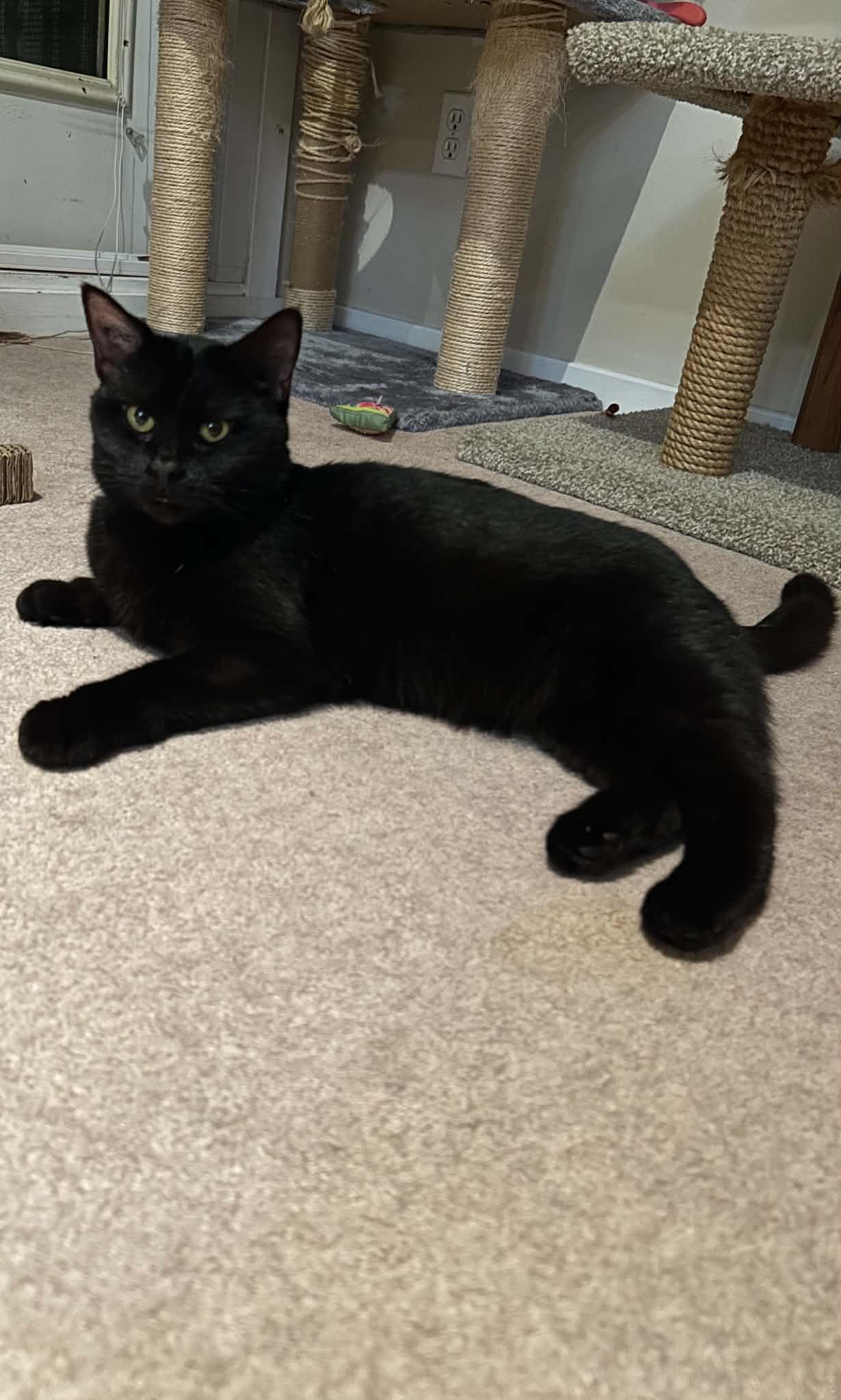 Nikki, ADOPTABLE, Senior Female Domestic Short Hair.