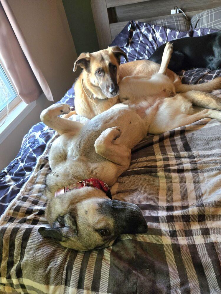 Tracie, Adoptable, Young Female Anatolian Shepherd.