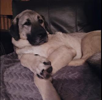 Enlarge Tracie, a Adoptable Anatolian Shepherd in Oswego, IL image 2/6