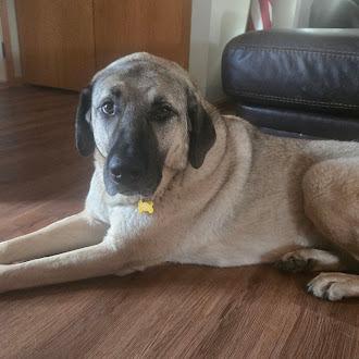 Enlarge Tracie, a Adoptable Anatolian Shepherd in Oswego, IL image 4/6