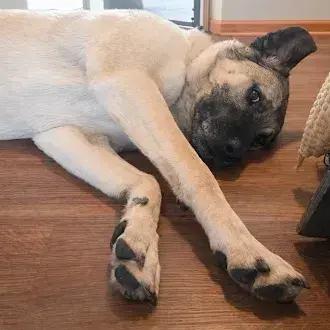 Enlarge Tracie, a Adoptable Anatolian Shepherd in Oswego, IL image 5/6