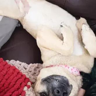 Enlarge Tracie, a Adoptable Anatolian Shepherd in Oswego, IL image 6/6