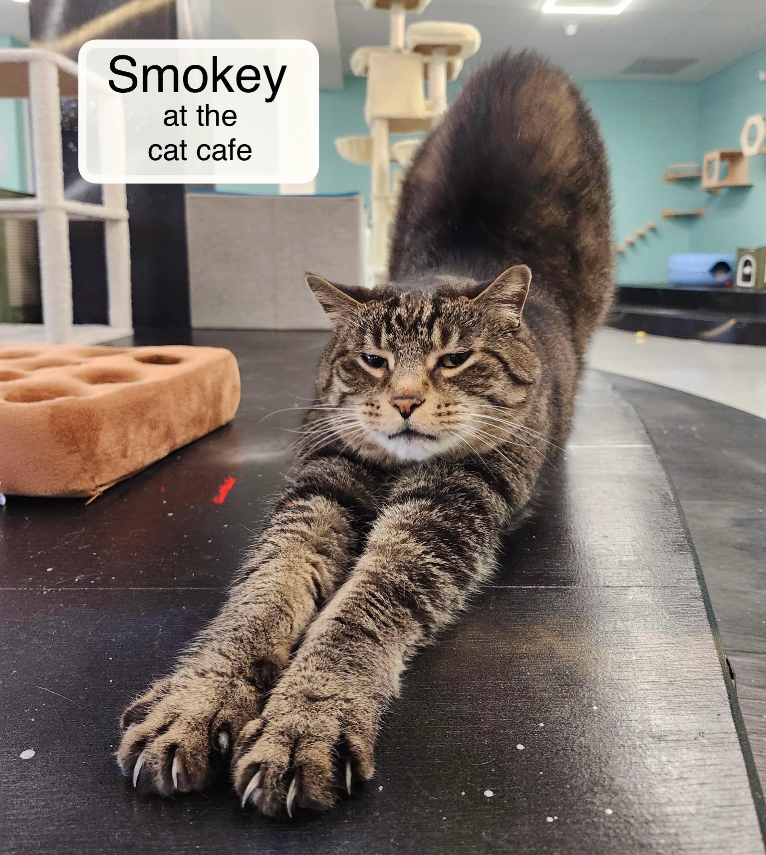 Smokey at Luna Cat Collective, ADOPTABLE, Senior Male Domestic Short Hair.
