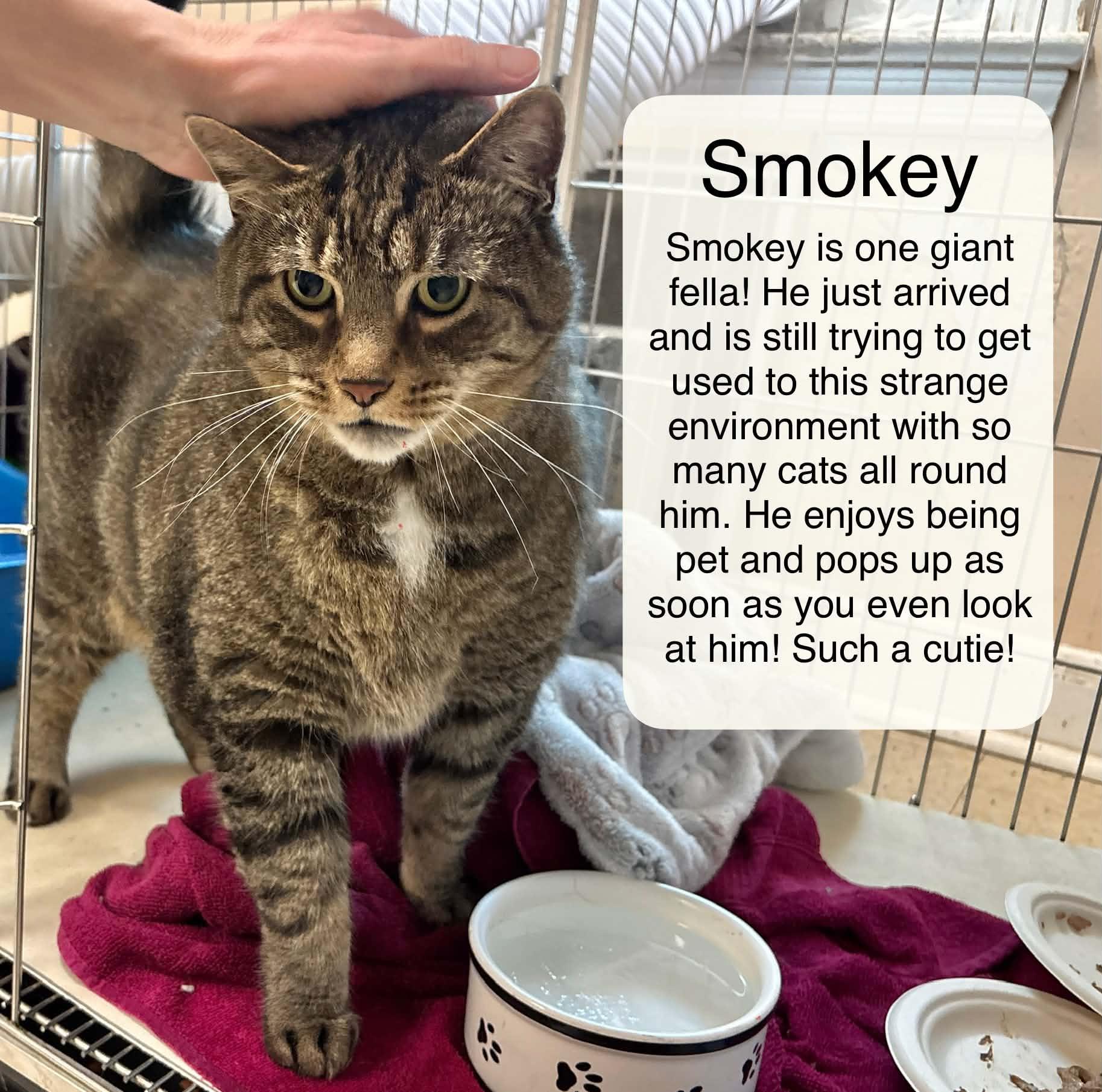Smokey at Luna Cat Collective, a ADOPTABLE Domestic Short Hair in Ellicott City, MD image 2/2