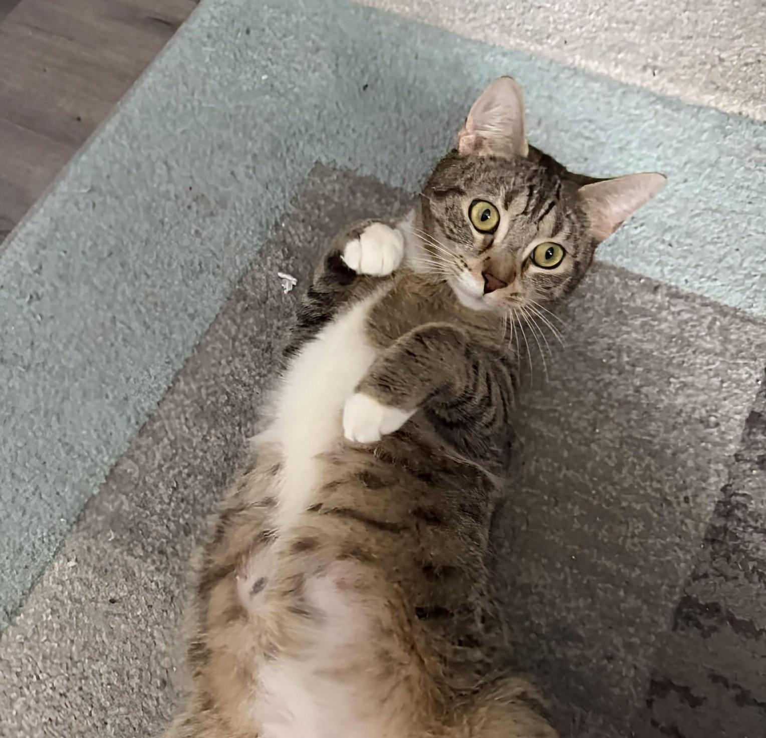 Esther, a ADOPTABLE Domestic Short Hair in Rochester , NY image 6/6