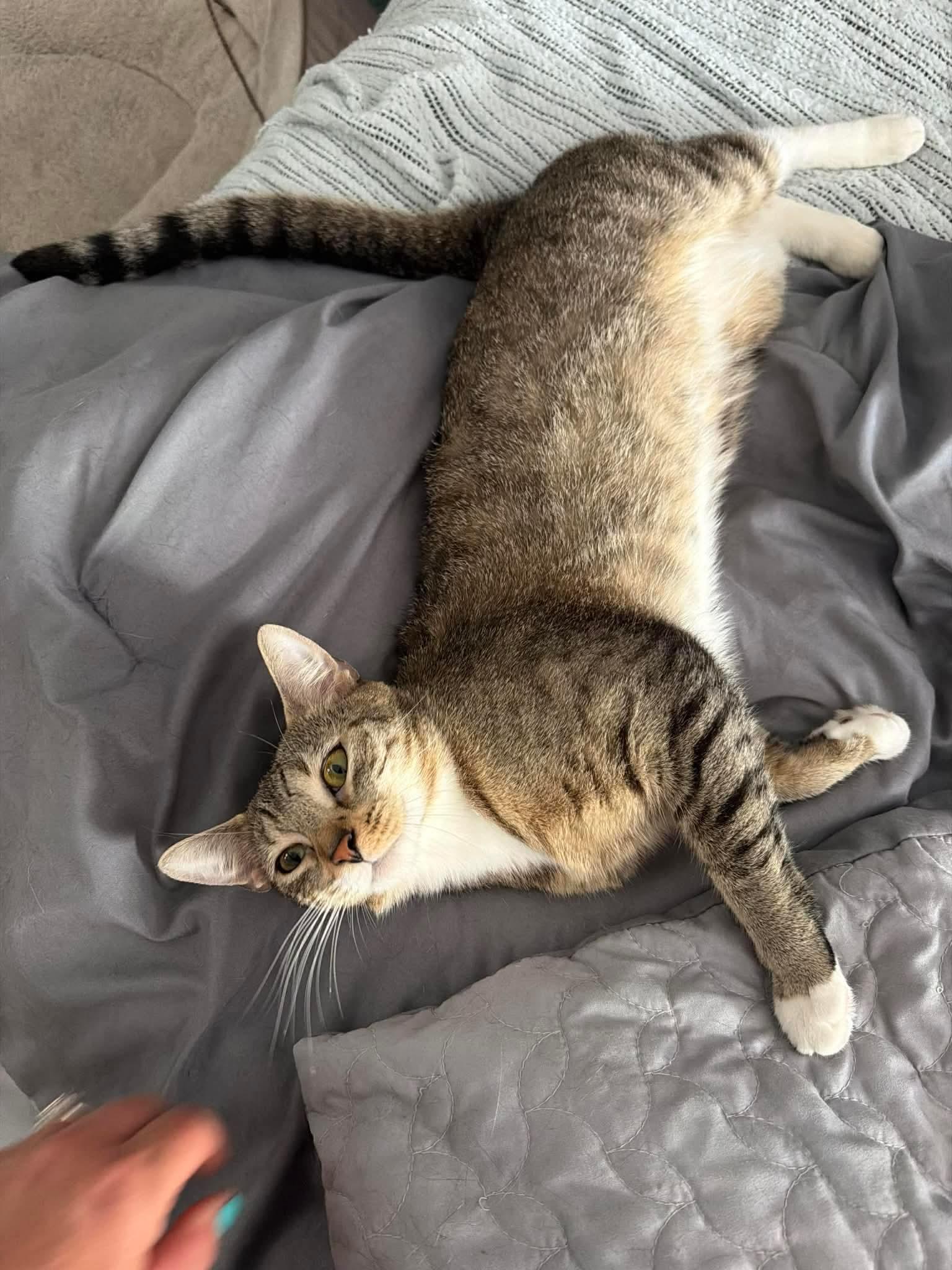 Esther, a ADOPTABLE Domestic Short Hair in Rochester , NY image 3/6