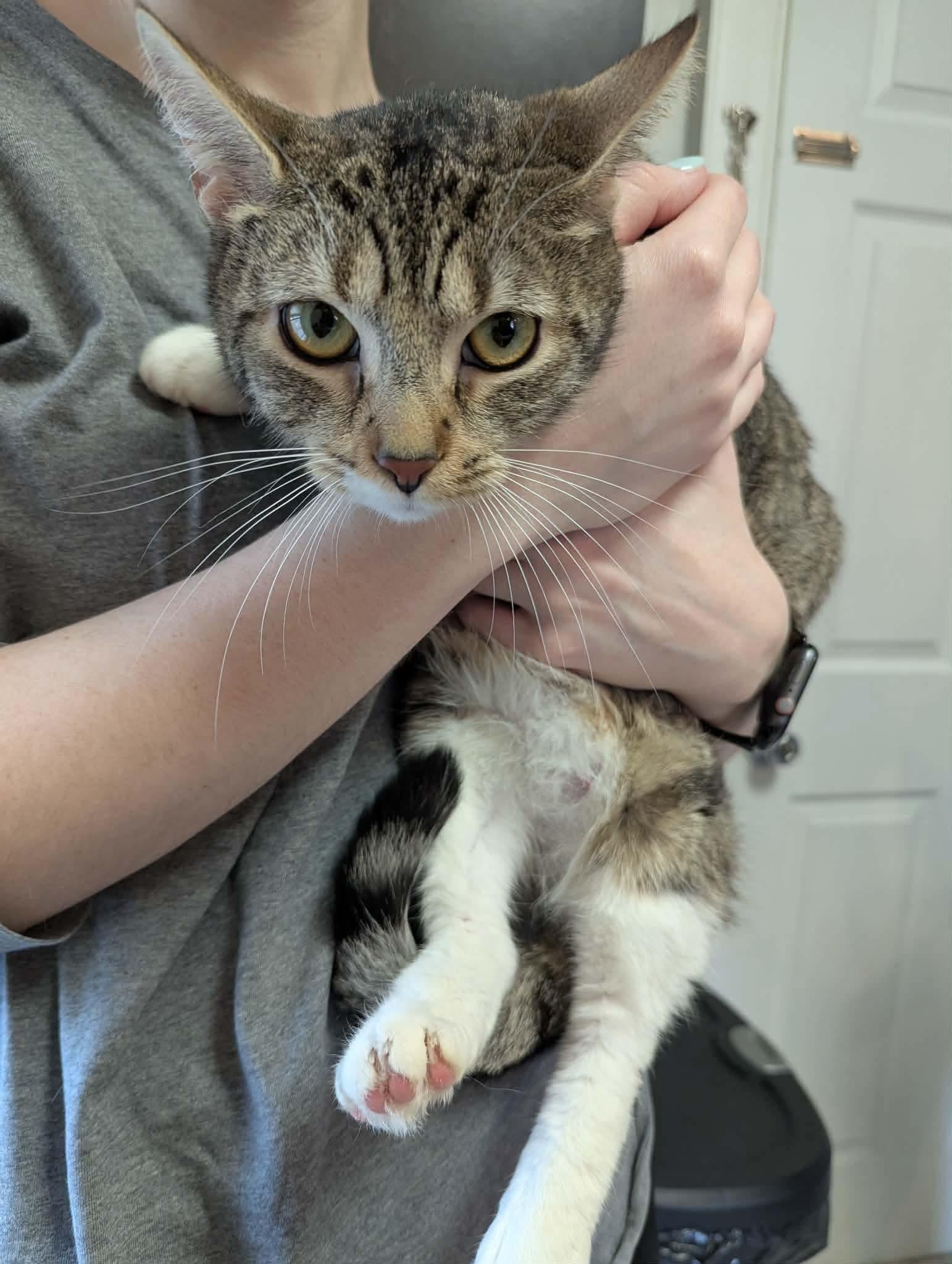 Esther, a ADOPTABLE Domestic Short Hair in Rochester , NY image 4/6