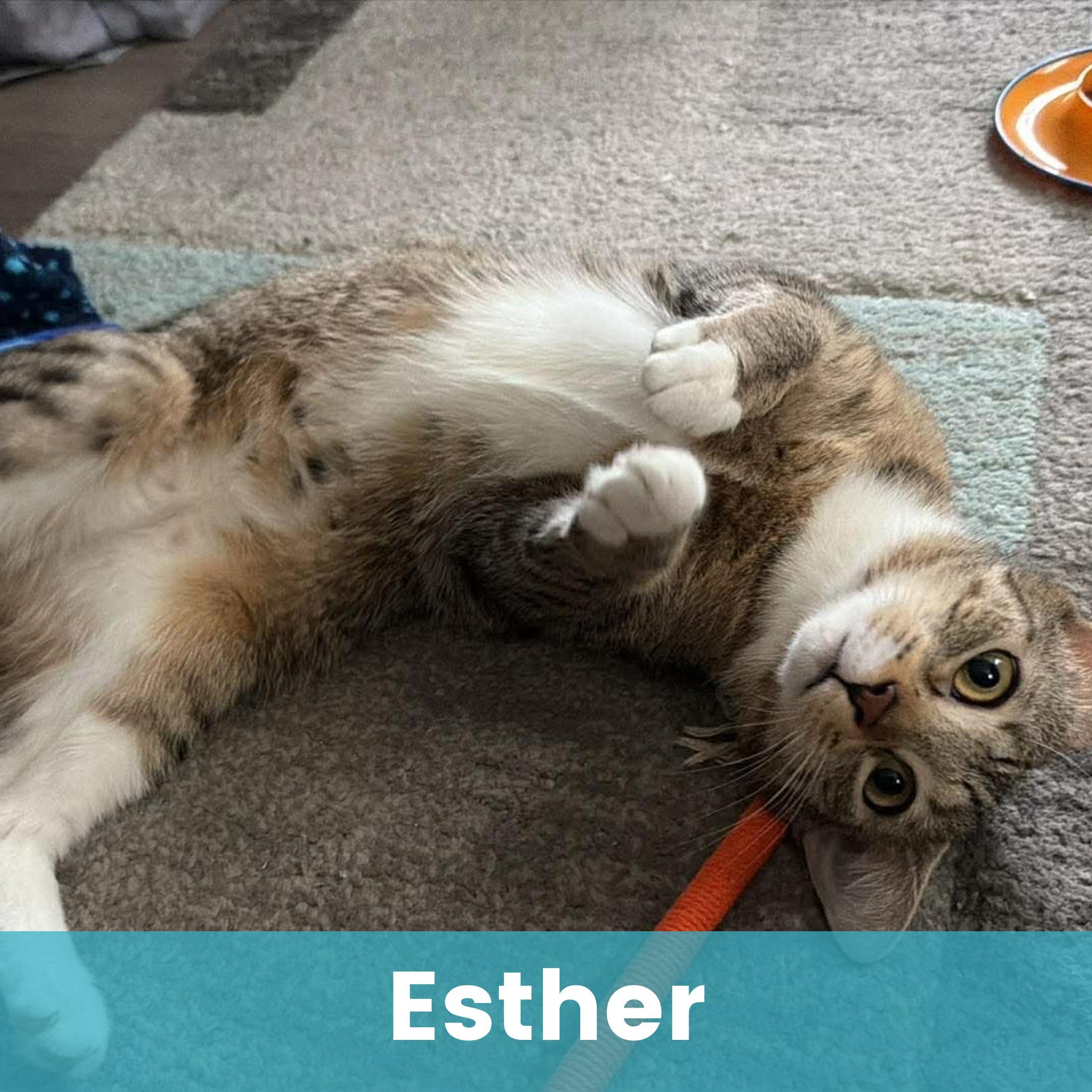 Esther, ADOPTABLE, Young Female Domestic Short Hair.