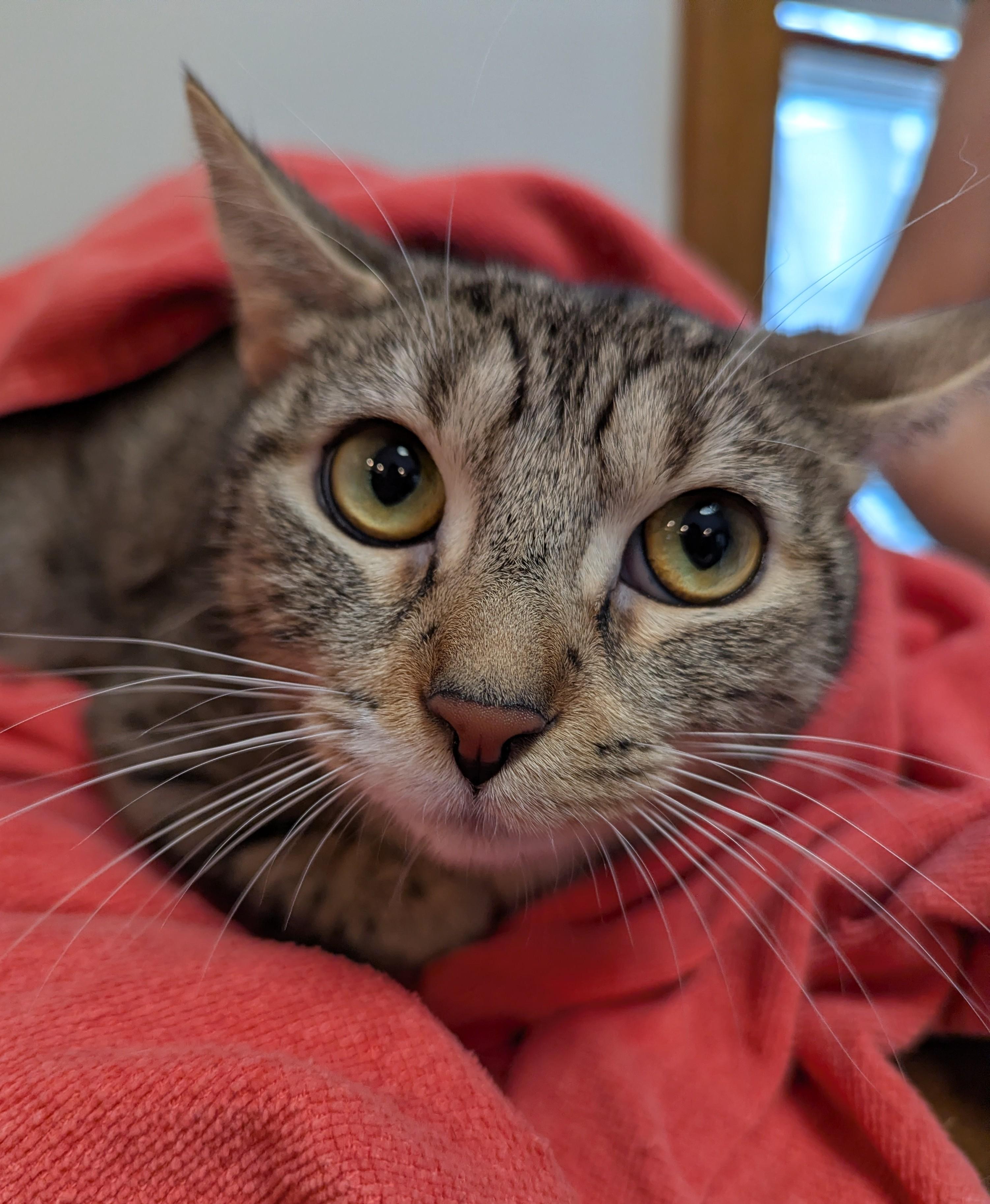 Esther, a ADOPTABLE Domestic Short Hair in Rochester , NY image 2/6