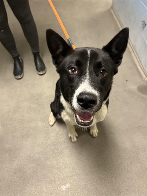 RICO, Adoptable, Adult Male Border Collie & Mixed Breed.