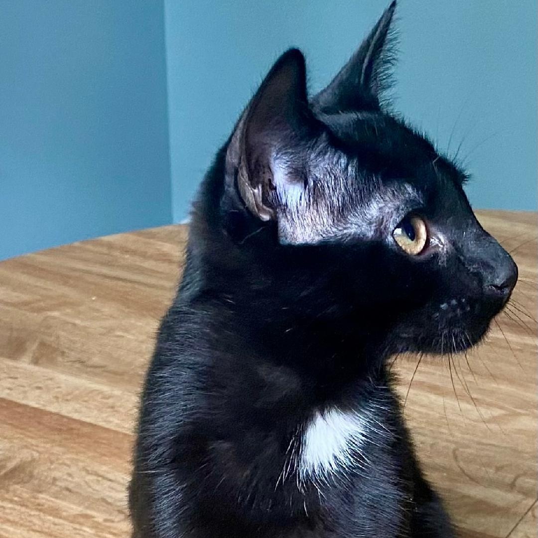Enlarge Oliver, a Adoptable Domestic Short Hair in Gastonia, NC image 3/4