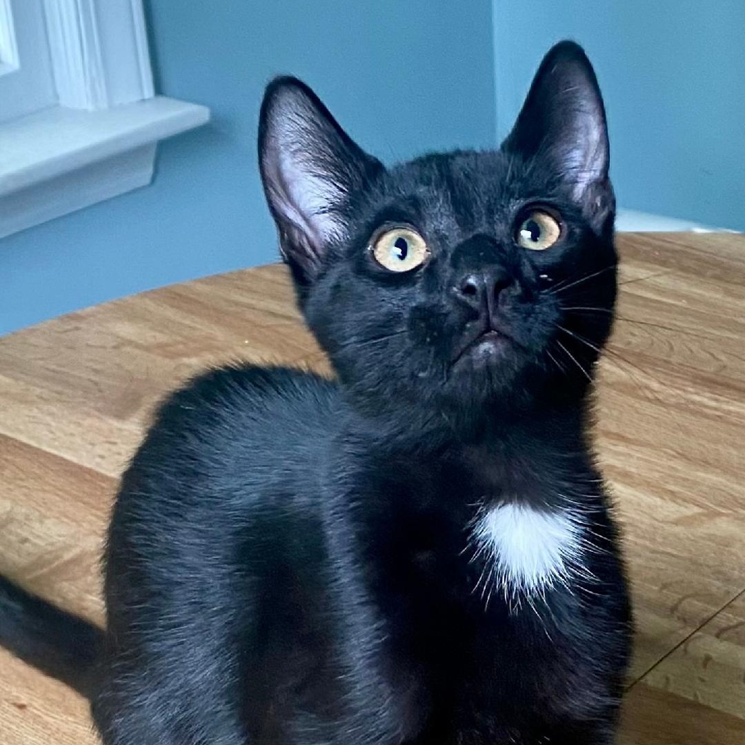 Oliver, Adoptable, Kitten Male Domestic Short Hair.