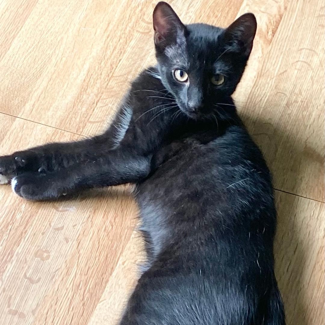 Enlarge Oliver, a Adoptable Domestic Short Hair in Gastonia, NC image 2/4