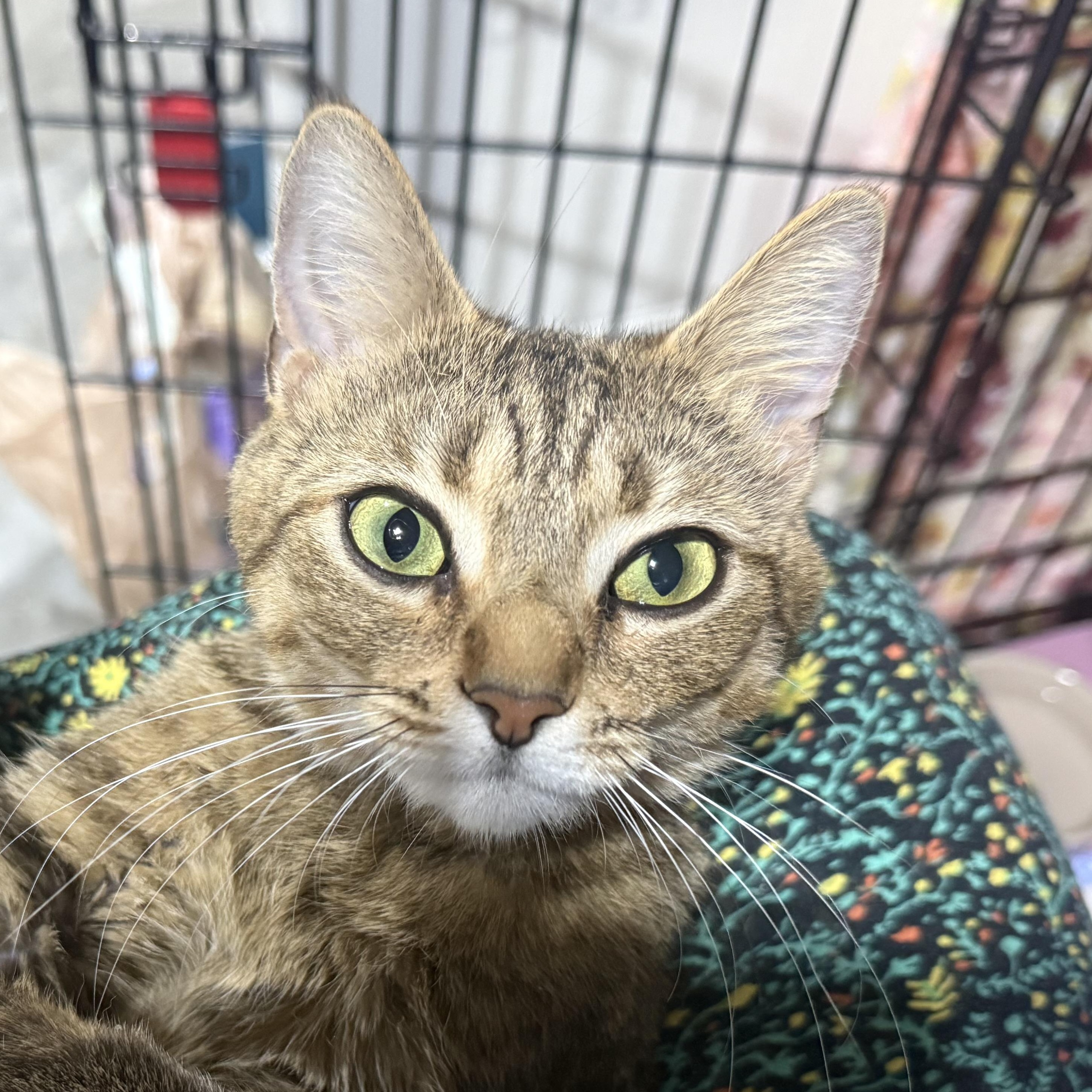 Enlarge Aphrodite, a ADOPTABLE American Shorthair in North Chesterfield, VA image 3/3