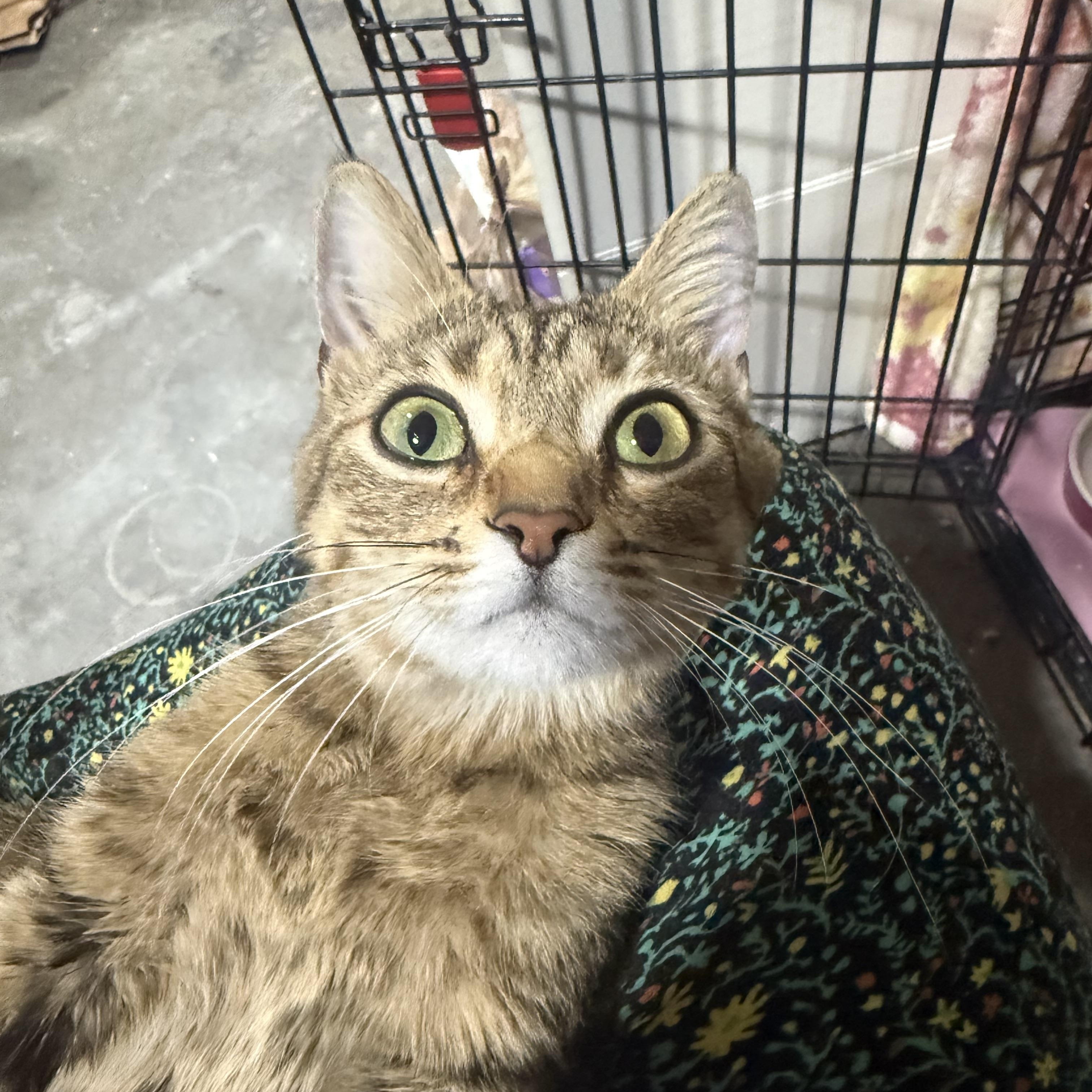 Enlarge Aphrodite, a ADOPTABLE American Shorthair in North Chesterfield, VA image 2/3