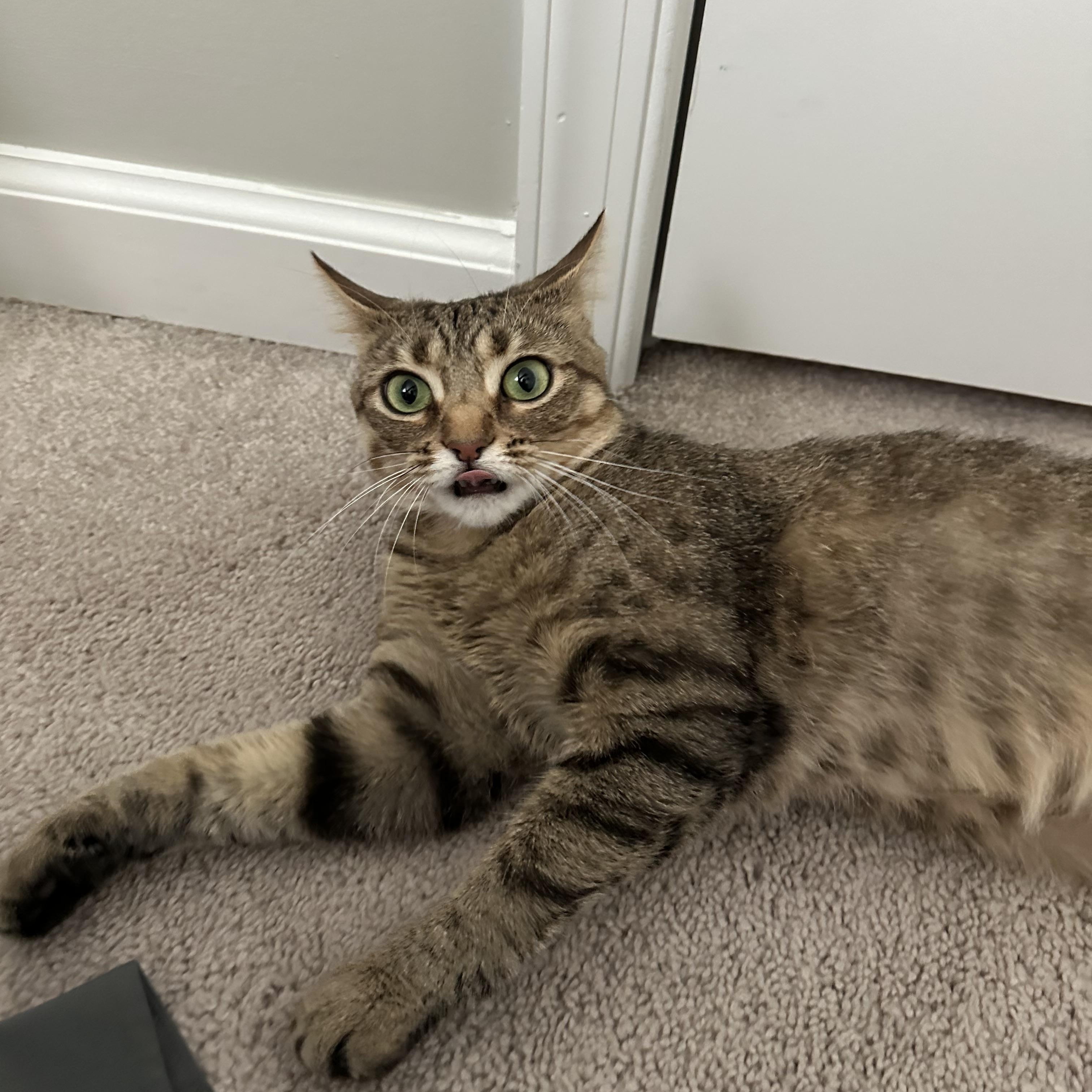 Enlarge Aphrodite, a ADOPTABLE American Shorthair in North Chesterfield, VA image 4/4