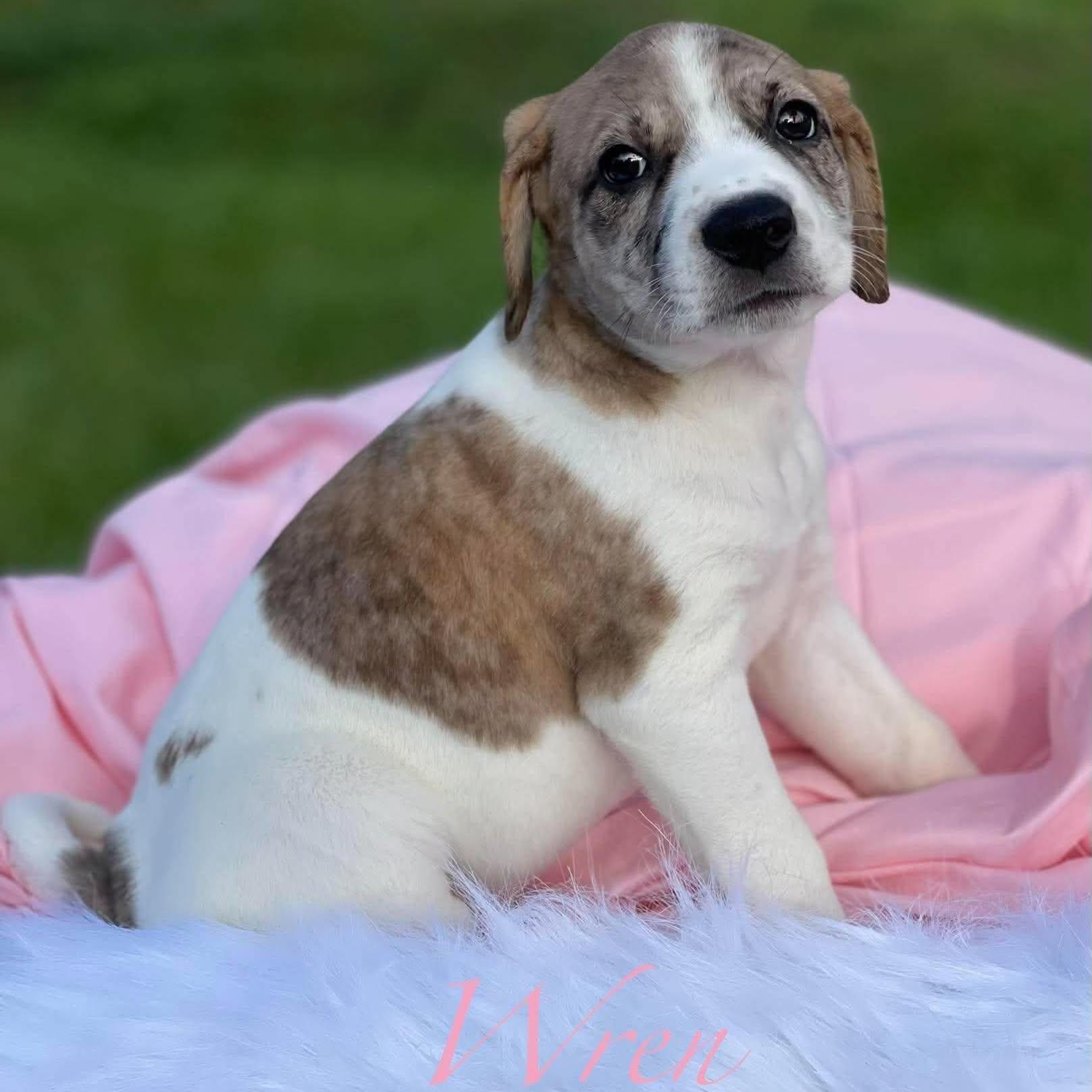 Wren, Adoptable, Puppy Female Cattle Dog.