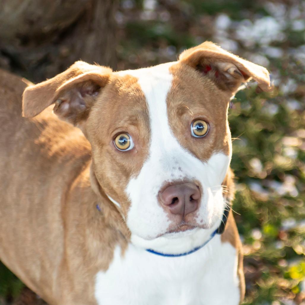 Adam, Adoptable, Adult Male Mixed Breed.