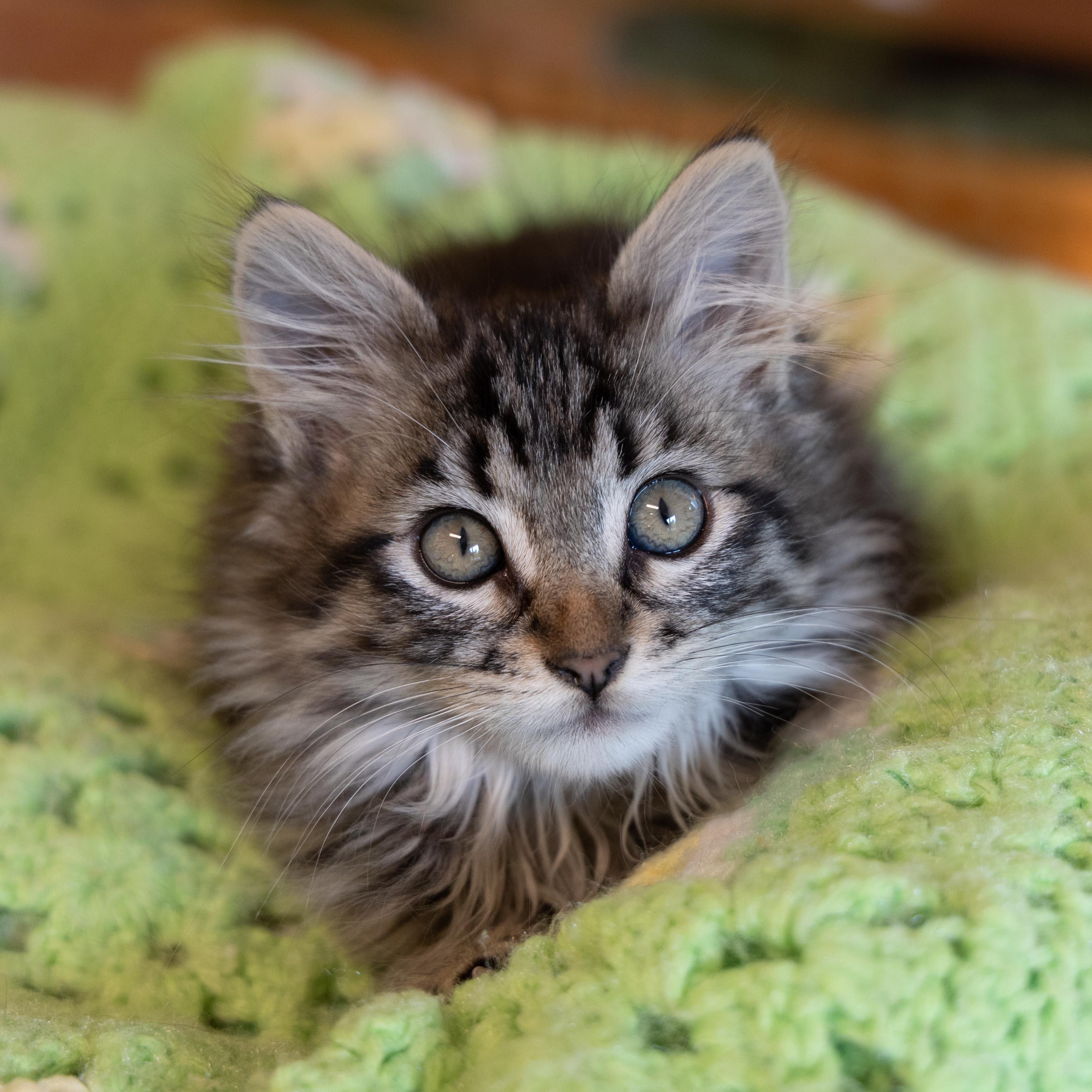 Clementine, a ADOPTABLE Domestic Long Hair in Friday Harbor, WA image 2/2