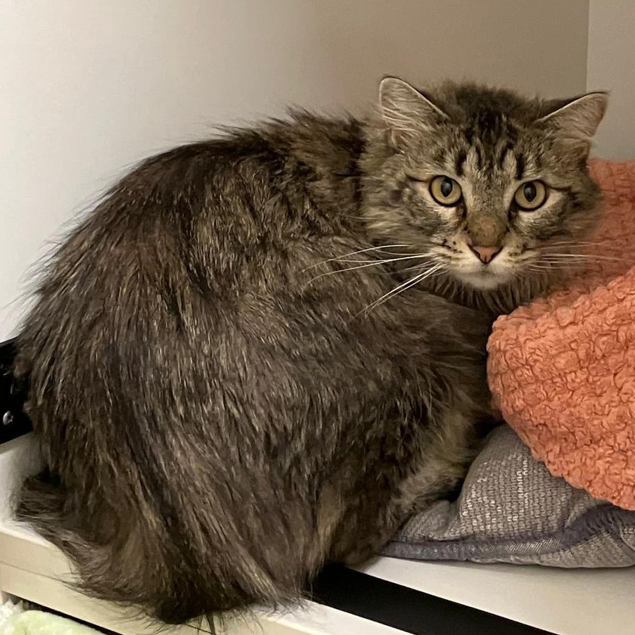 Clementine, ADOPTABLE, Adult Female Domestic Long Hair.