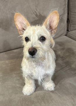 Pecan D5716, a Adoptable mixed breed in Fremont, CA image 1/2