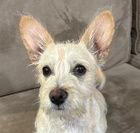 Pecan D5716, Adoptable, Puppy Male Chihuahua & Cairn Terrier.