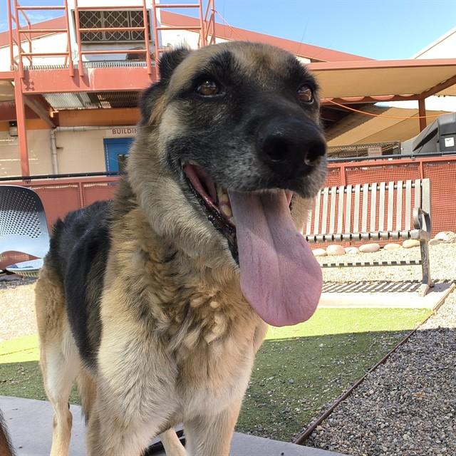 CHEYENNE, Adoptable, Adult Female German Shepherd Dog.