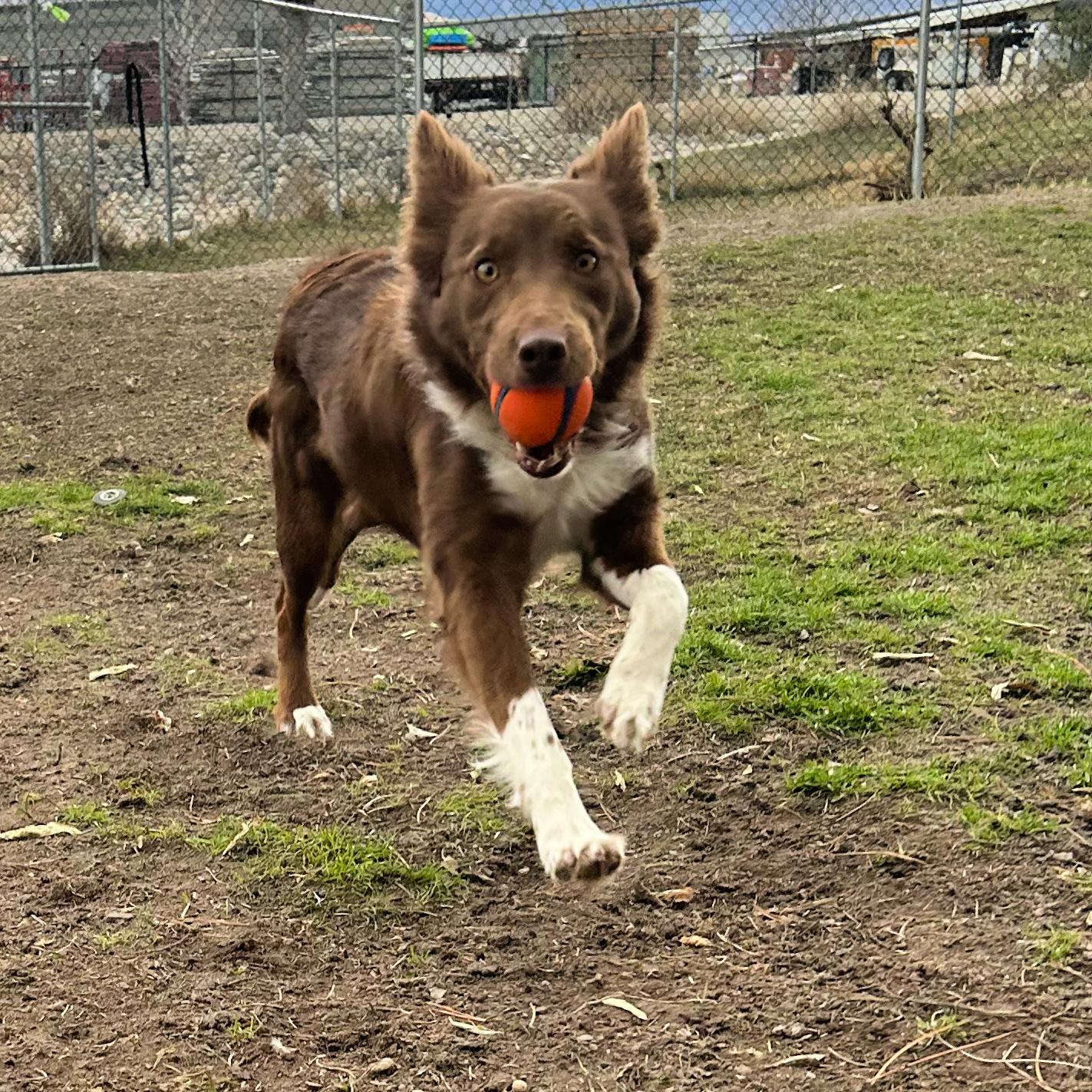 Enlarge Penny, an adopted mixed breed in Lindon, UT image 2/5