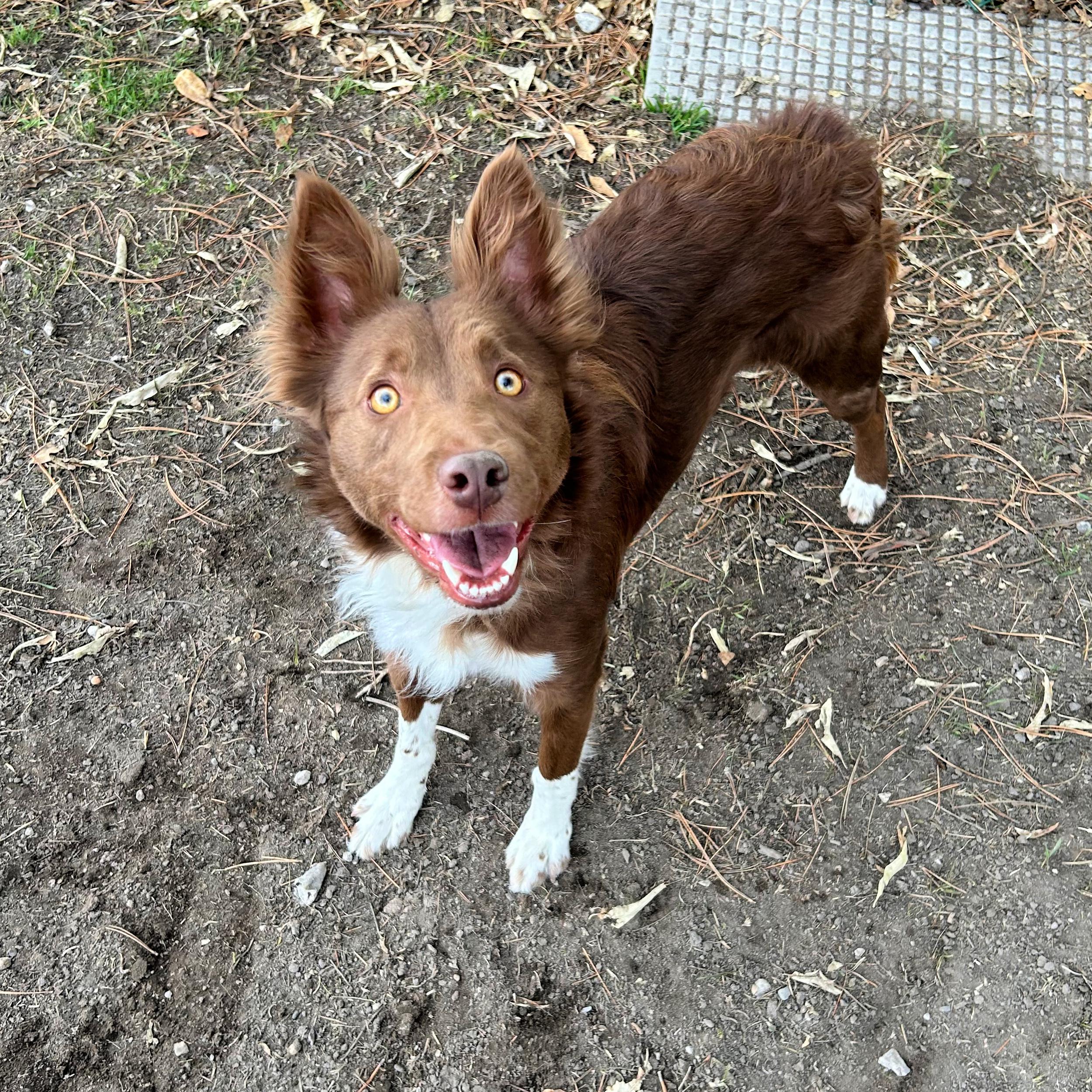 Enlarge Penny, an adopted mixed breed in Lindon, UT image 5/5