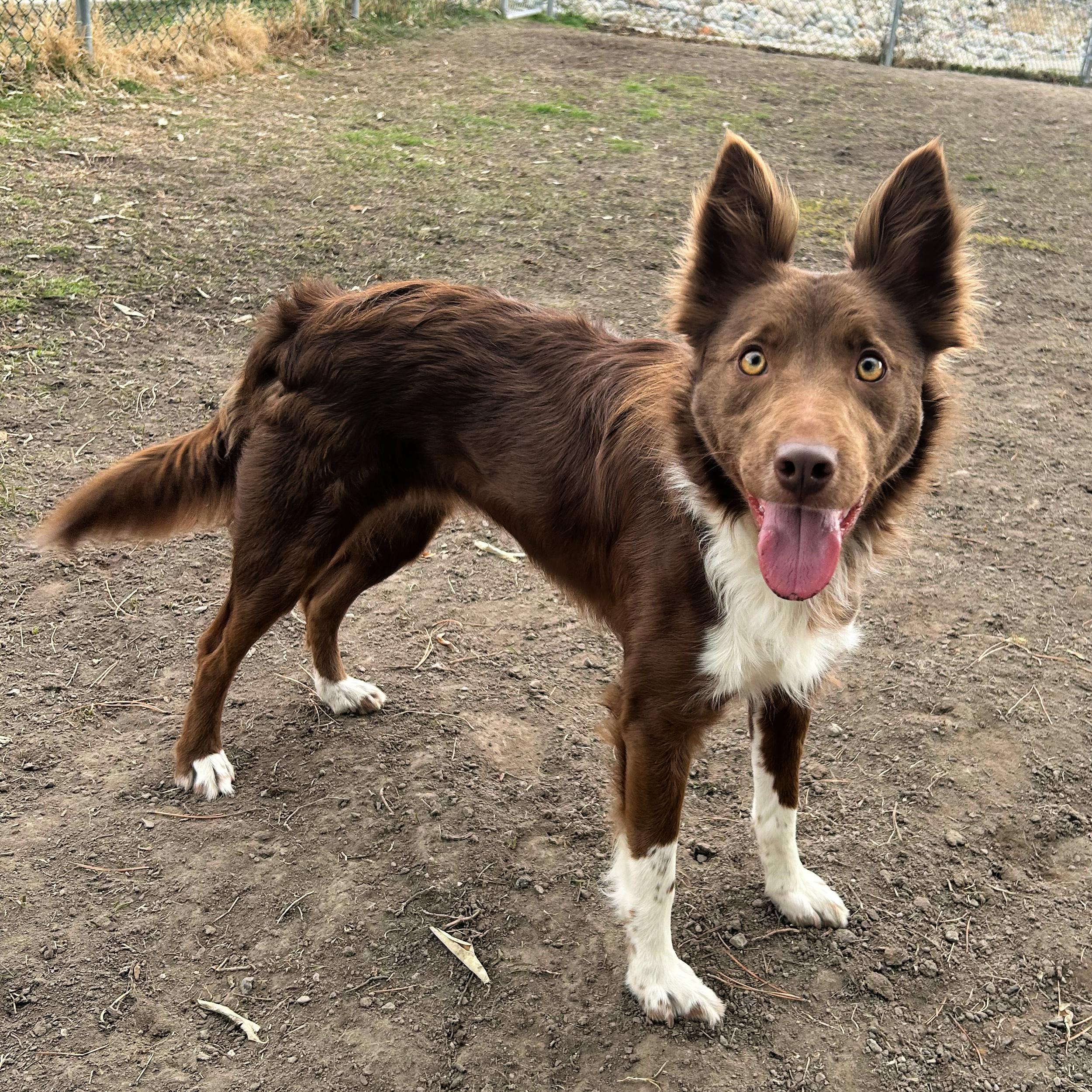 Penny, adopted, Adult Female Border Collie.