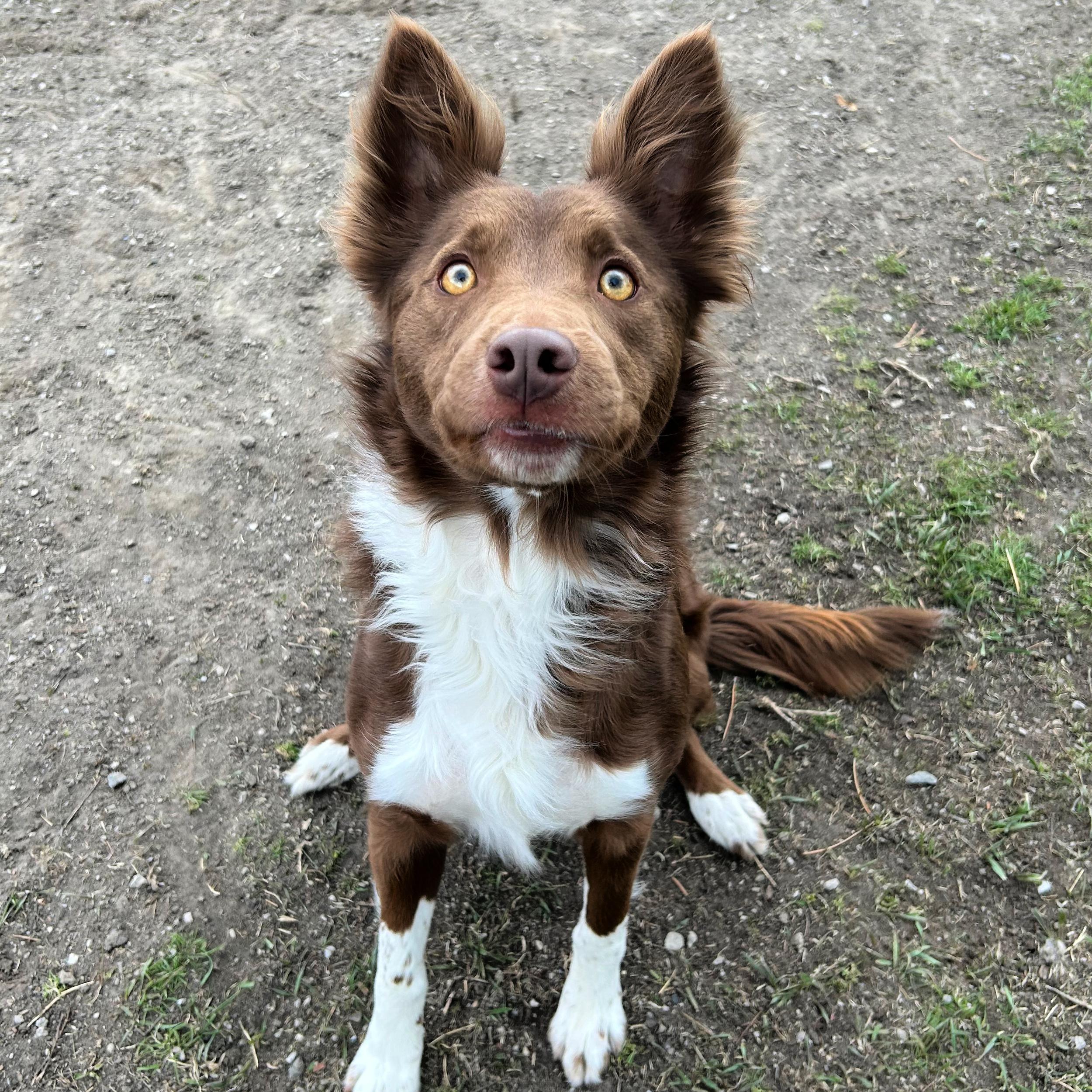 Enlarge Penny, an adopted mixed breed in Lindon, UT image 4/5