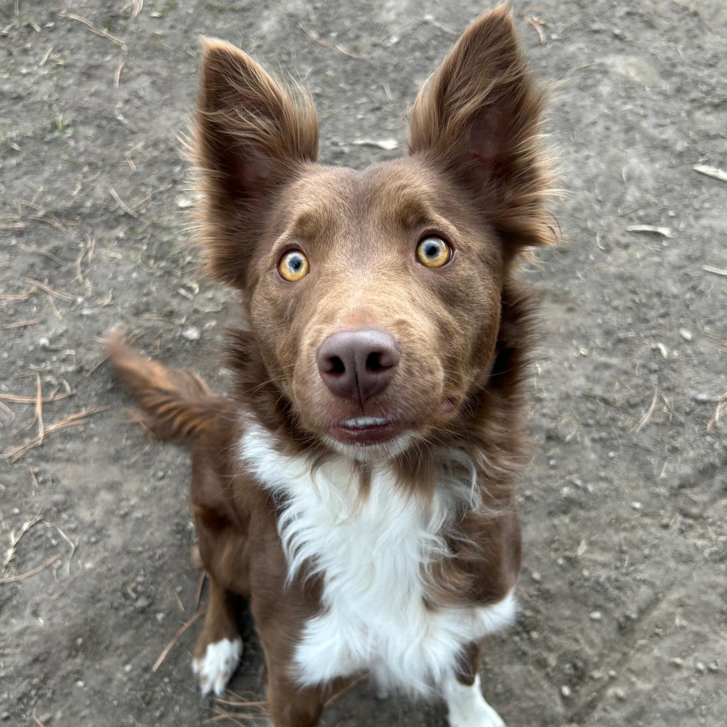 Enlarge Penny, an adopted mixed breed in Lindon, UT image 3/5