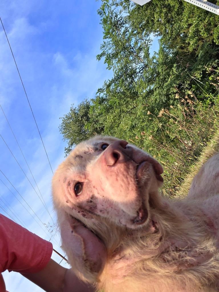Enlarge Dobby, a Adoptable mixed breed in Rensselaer, IN image 1/1