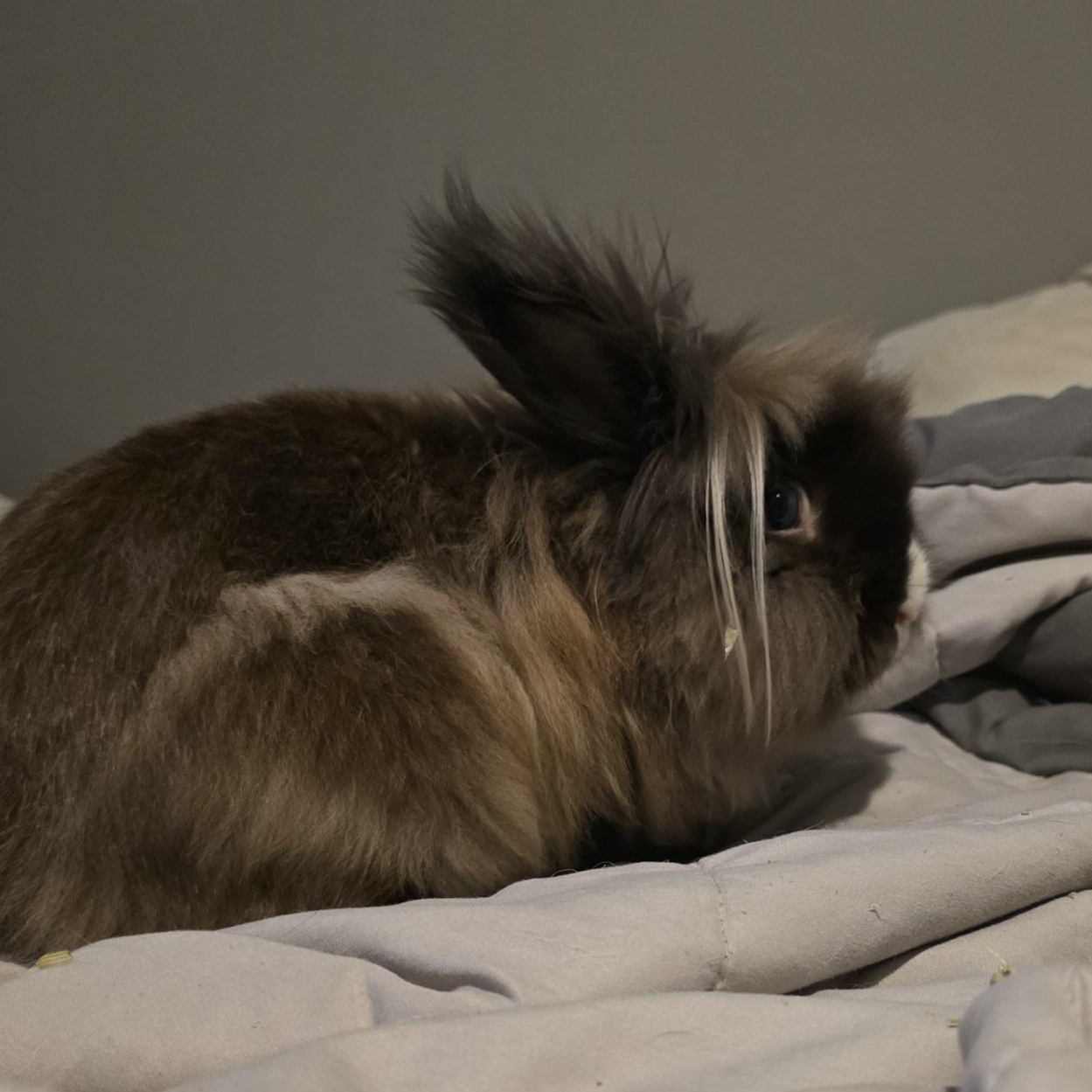 Enlarge Snoopy, an adopted Lionhead in Knoxville, TN image 1/3