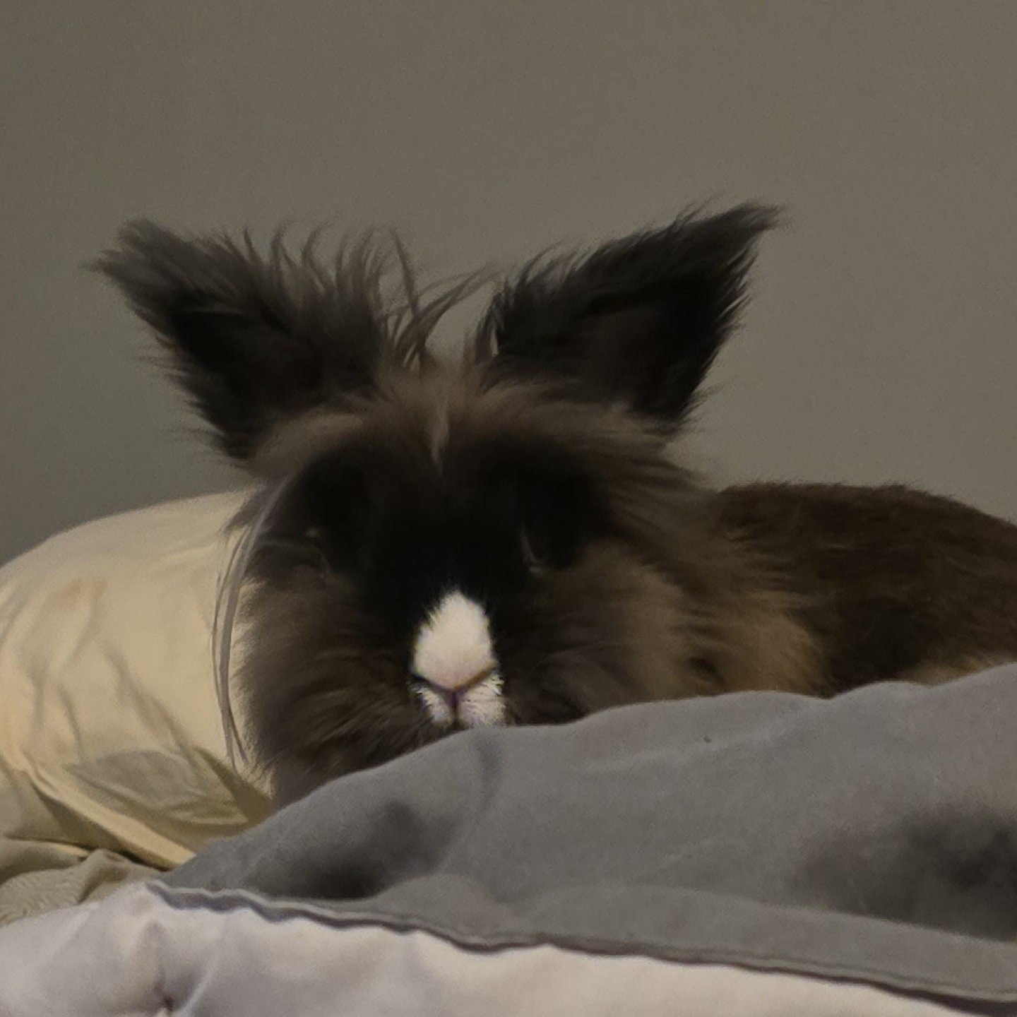 Snoopy, adopted, Adult Male Lionhead.
