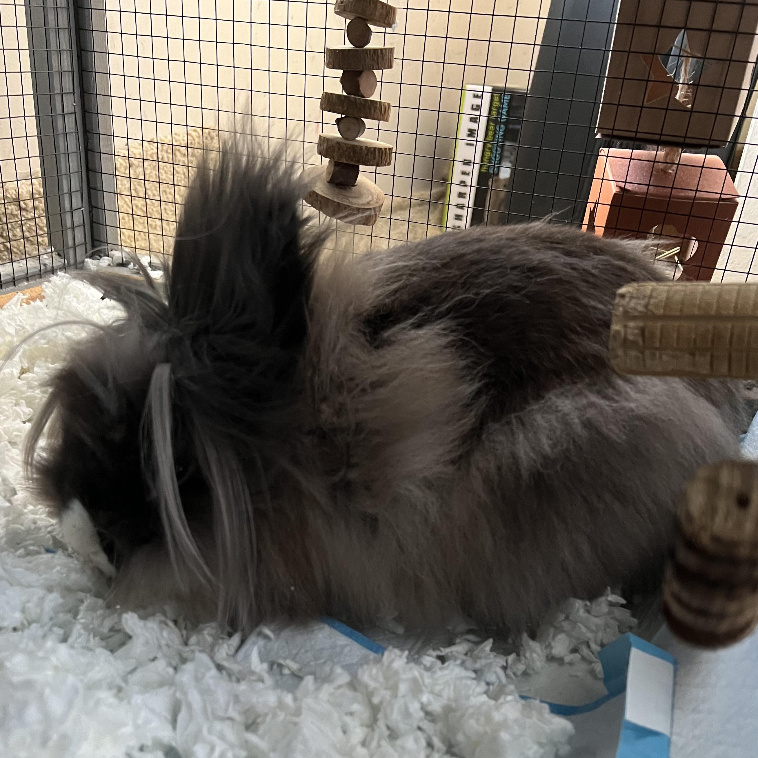 Enlarge Snoopy, an adopted Lionhead in Knoxville, TN image 3/3