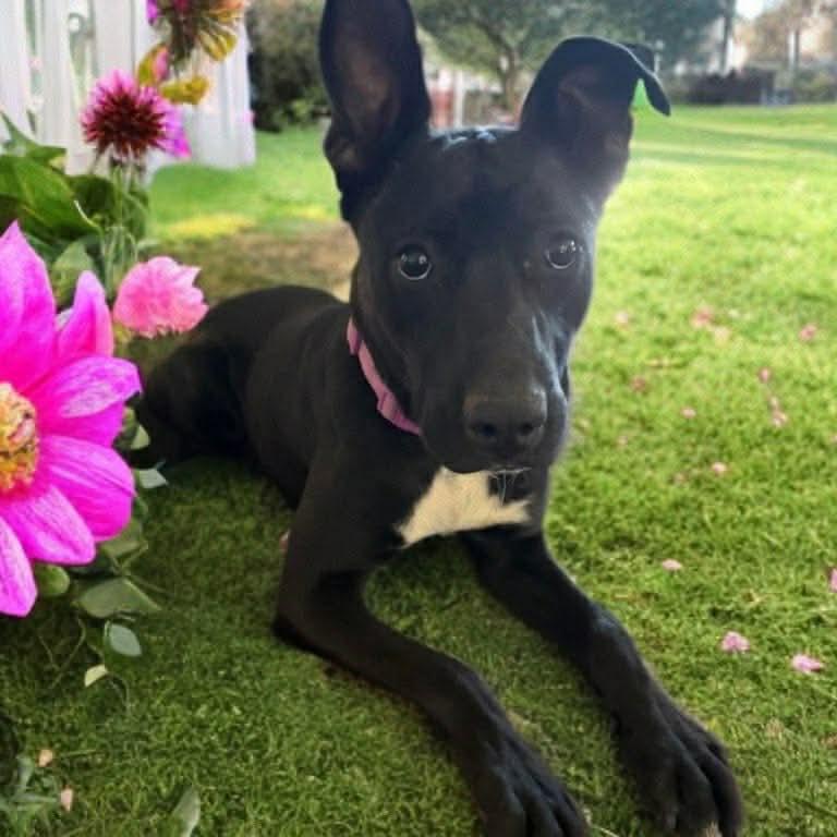 Mallory, Adoptable, Young Female Black Labrador Retriever & Labrador Retriever.