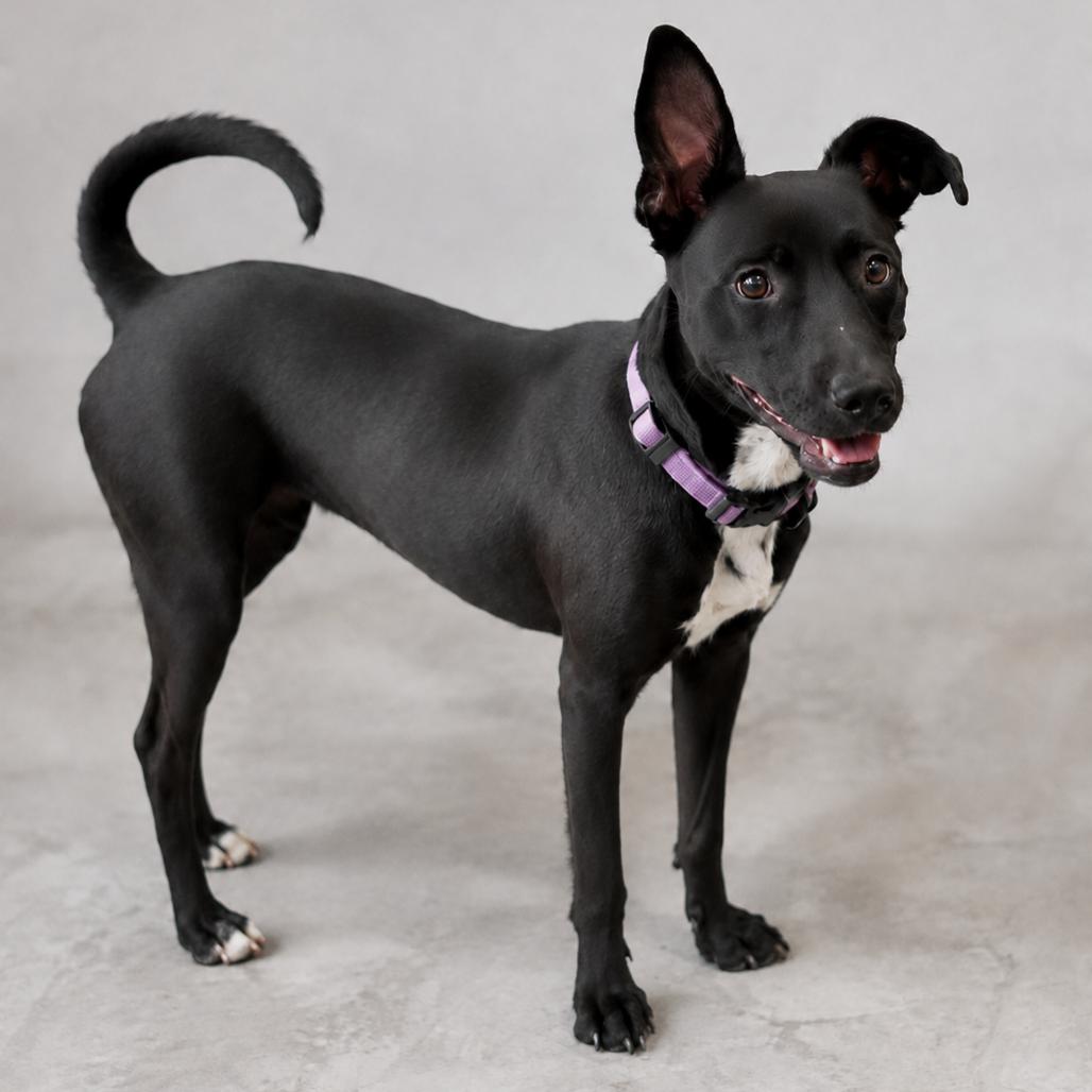 Enlarge Mallory, a Adoptable mixed breed in Phoenix, AZ image 3/6