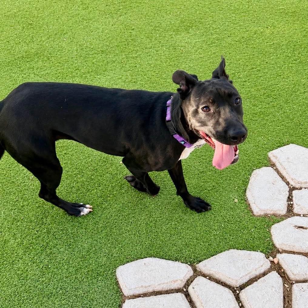 Enlarge Mallory, a Adoptable mixed breed in Phoenix, AZ image 4/6