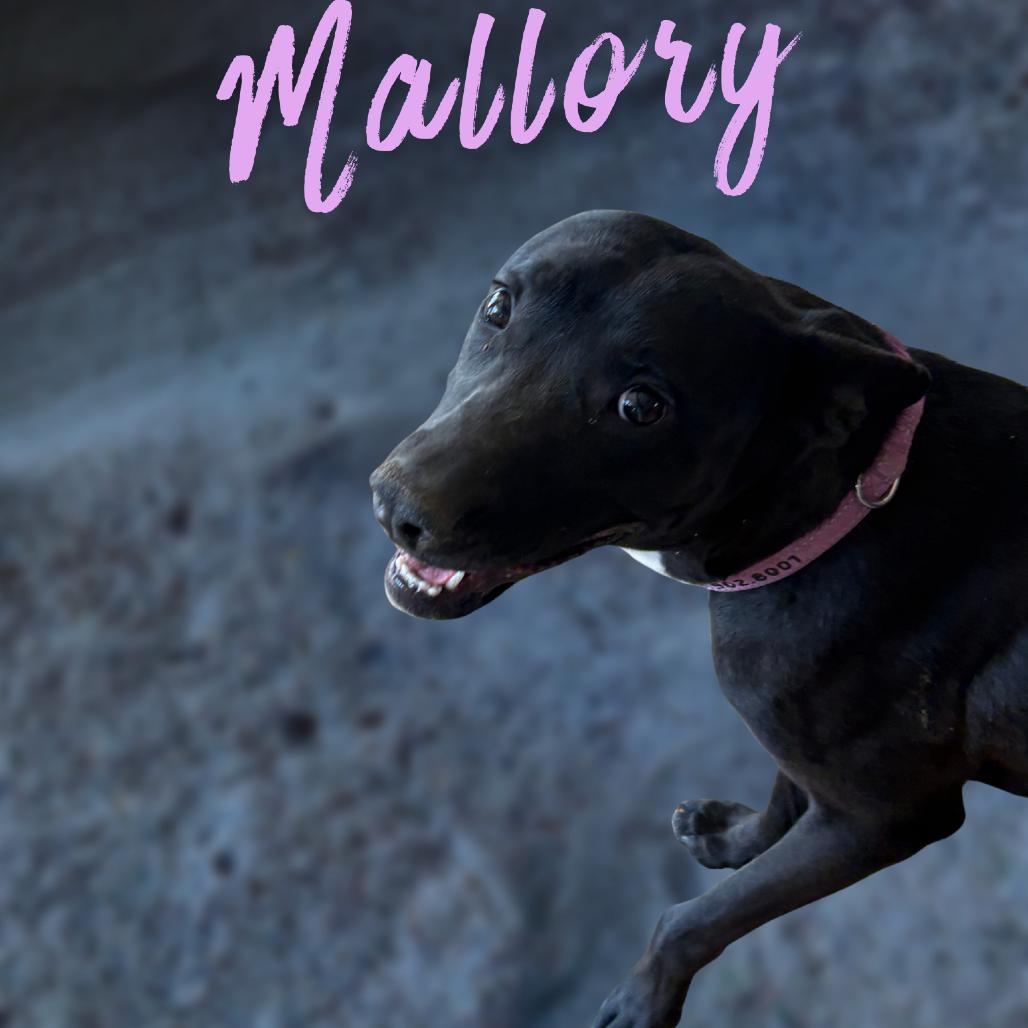 Enlarge Mallory, a Adoptable mixed breed in Phoenix, AZ image 1/2