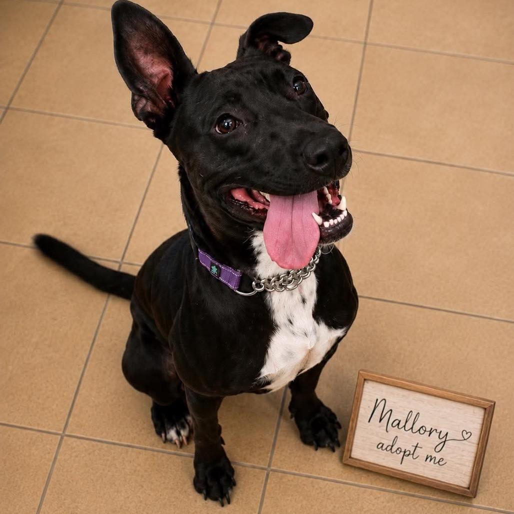 Enlarge Mallory, a Adoptable mixed breed in Phoenix, AZ image 5/6