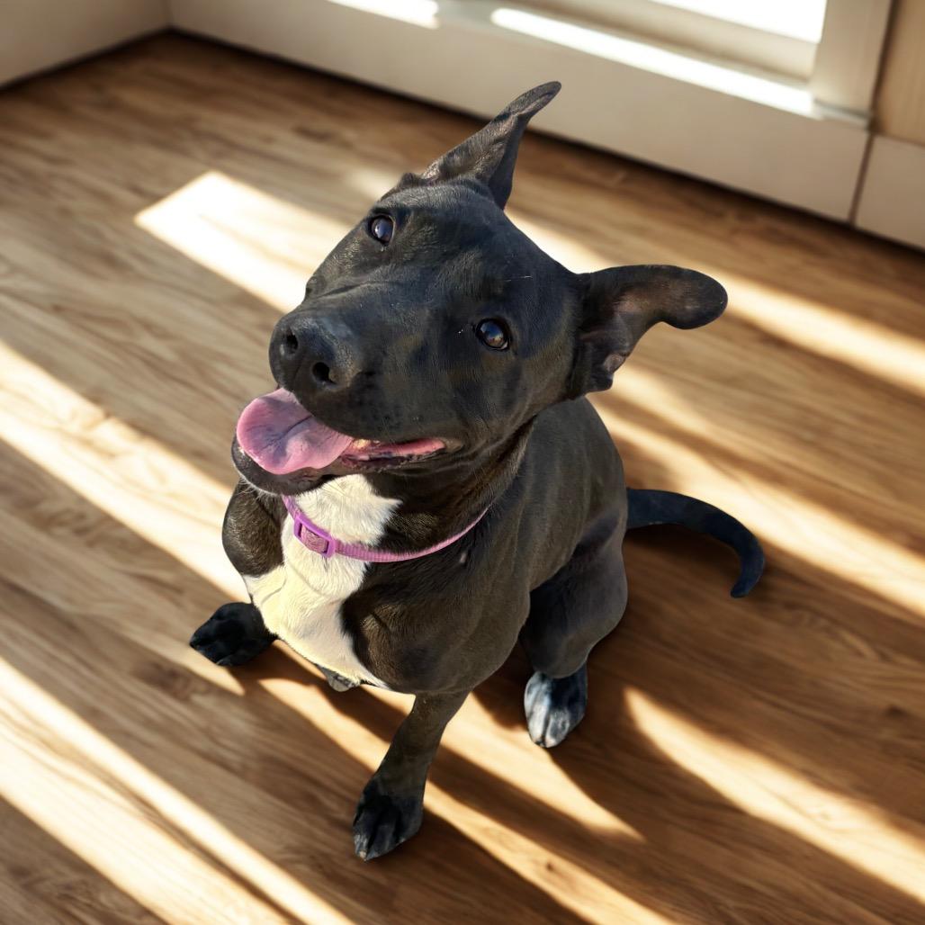 Enlarge Mallory, a Adoptable mixed breed in Phoenix, AZ image 2/2