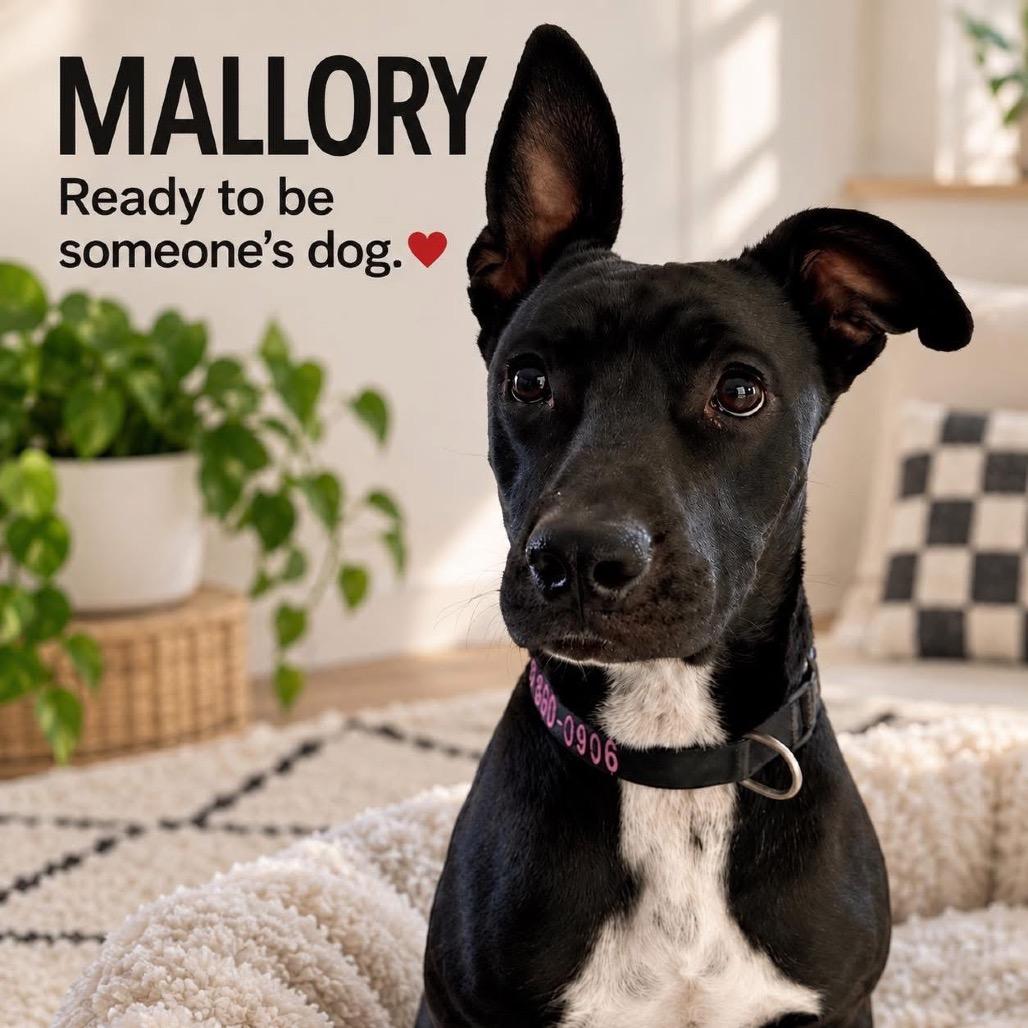 Enlarge Mallory, a Adoptable mixed breed in Phoenix, AZ image 6/6