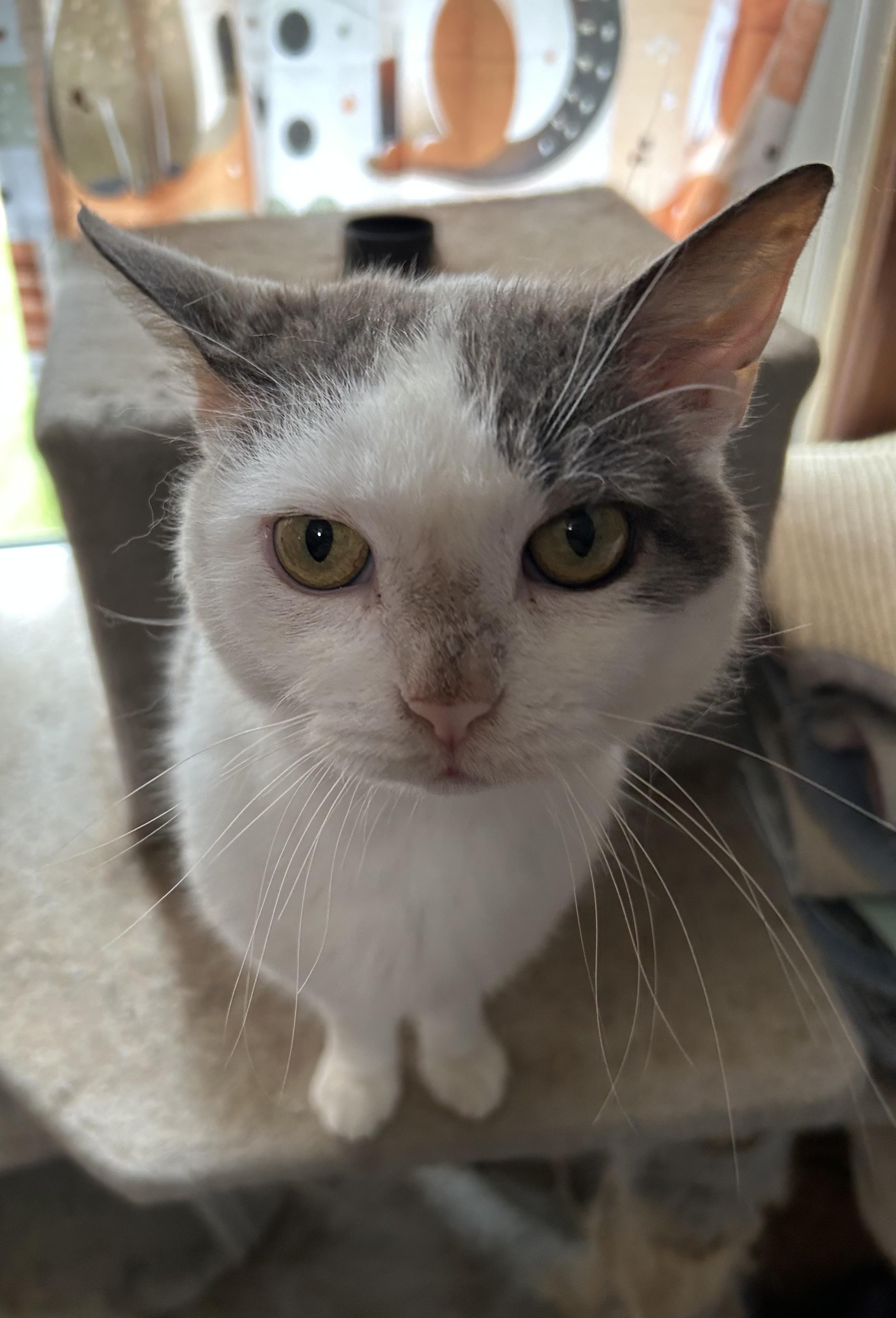 Comet, Young Female Domestic Short Hair