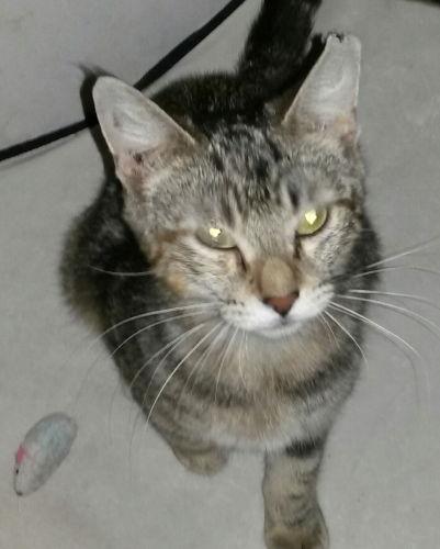 Malika-Petsmart Foster Home, Adoptable, Adult Female Tabby.