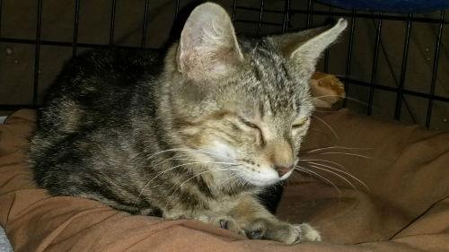 Malika-Petsmart Foster Home, a Adoptable Tabby in Oakland Park, FL image 2/6