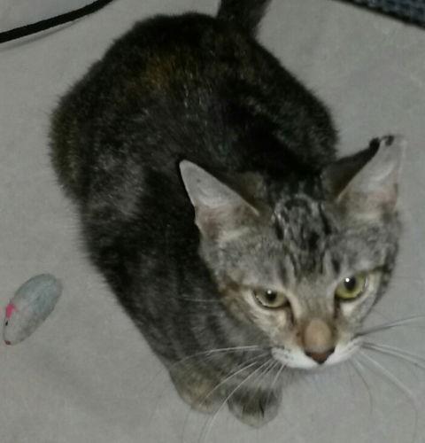 Malika-Petsmart Foster Home, a Adoptable Tabby in Oakland Park, FL image 3/6